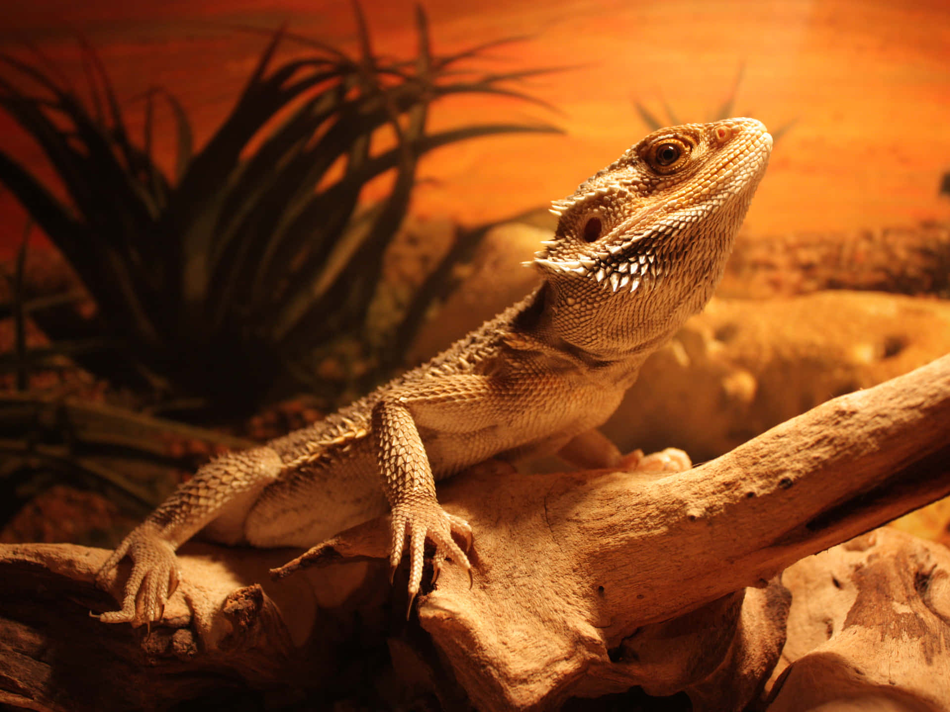 bearded dragon, driftwood branch, orange lighting, Full HD Desktop Wallpaper