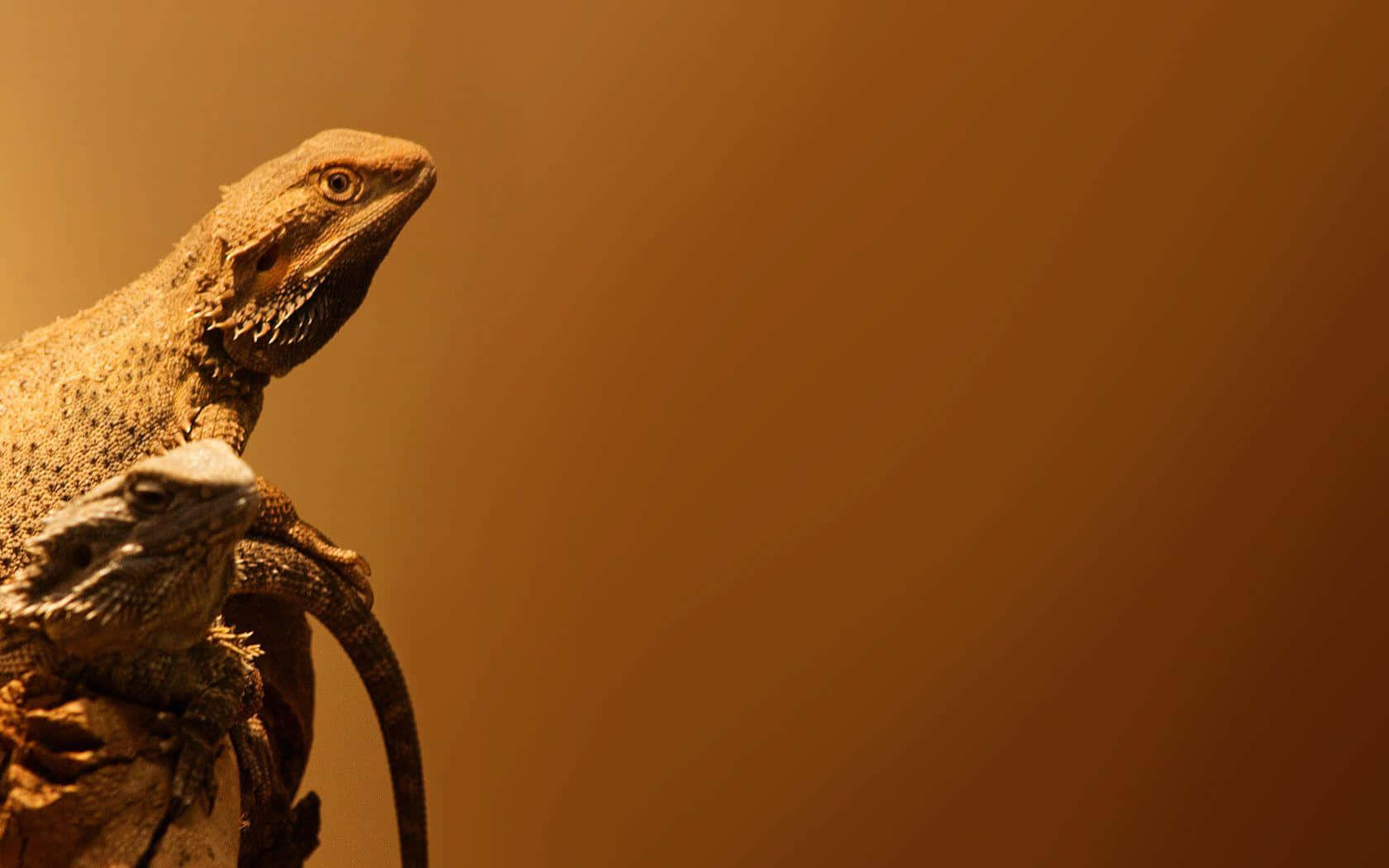 bearded dragons, branch, warm amber gradient background, HD Desktop Wallpaper
