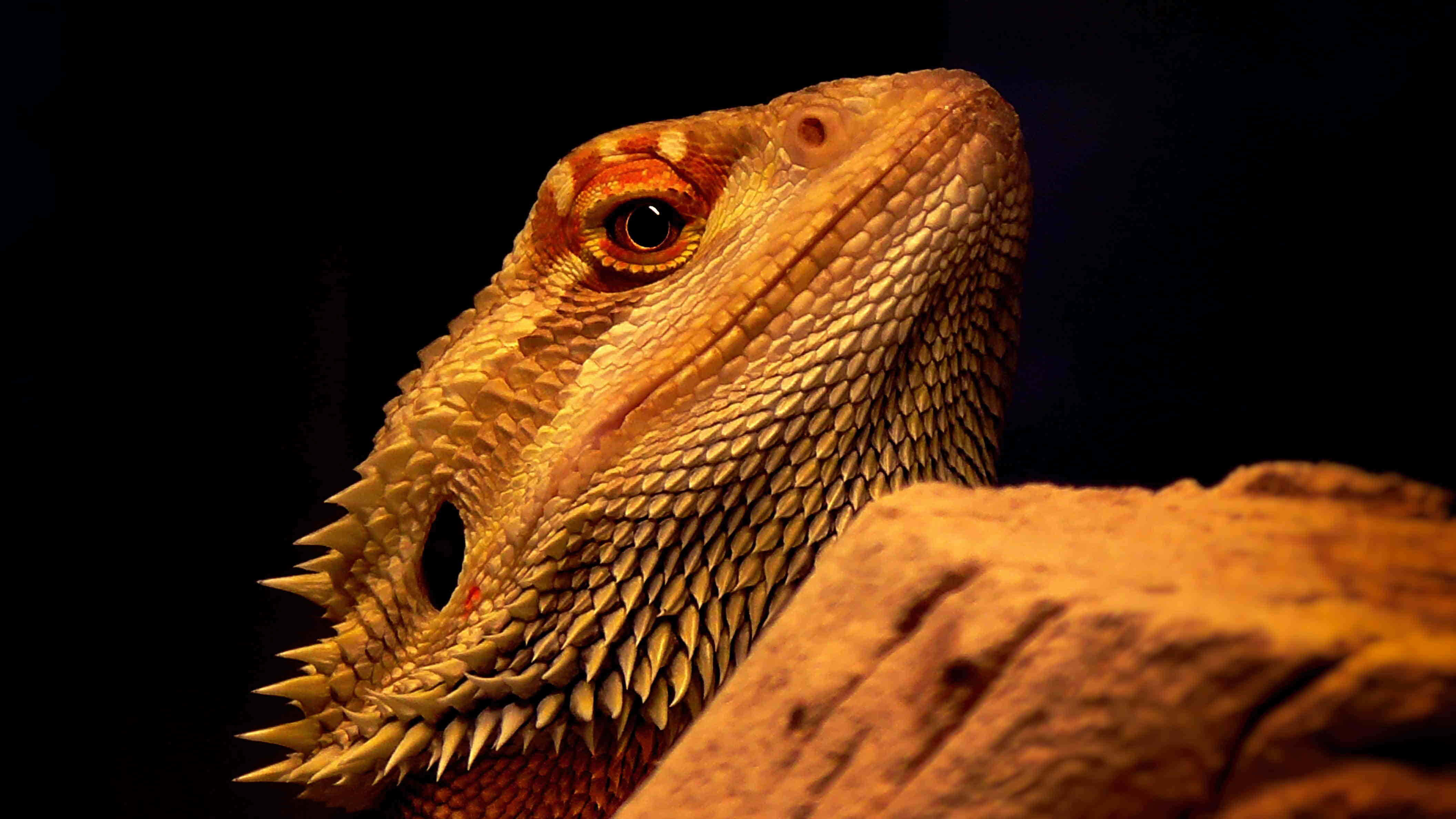 bearded dragon, textured head, warm light, 4K Desktop Wallpaper