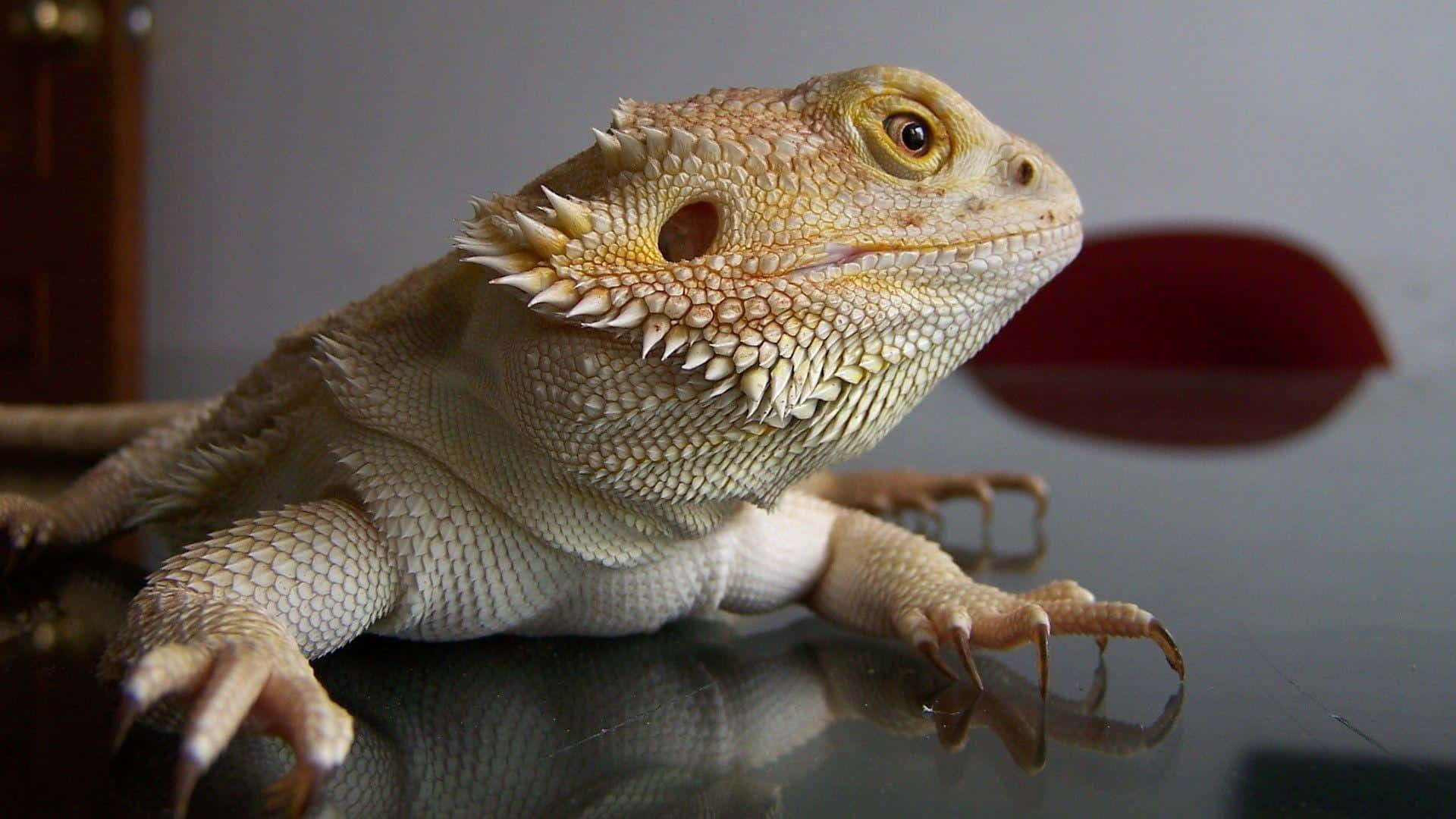 bearded dragon, glossy black surface, blurred red object, Full HD Desktop Wallpaper