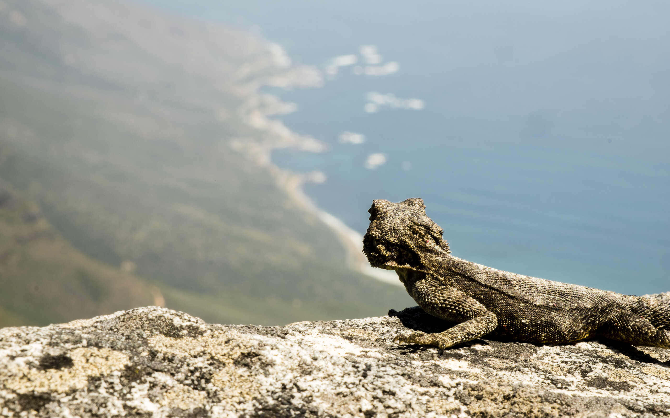 Bearded Dragon, coastal valley, winding shoreline, 2K Desktop Wallpaper