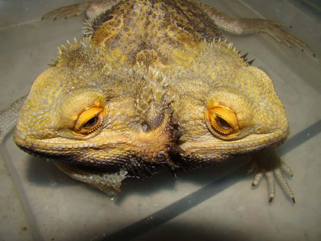 bearded dragon, yellow and brown scales, clear plastic container, SD Desktop Wallpaper