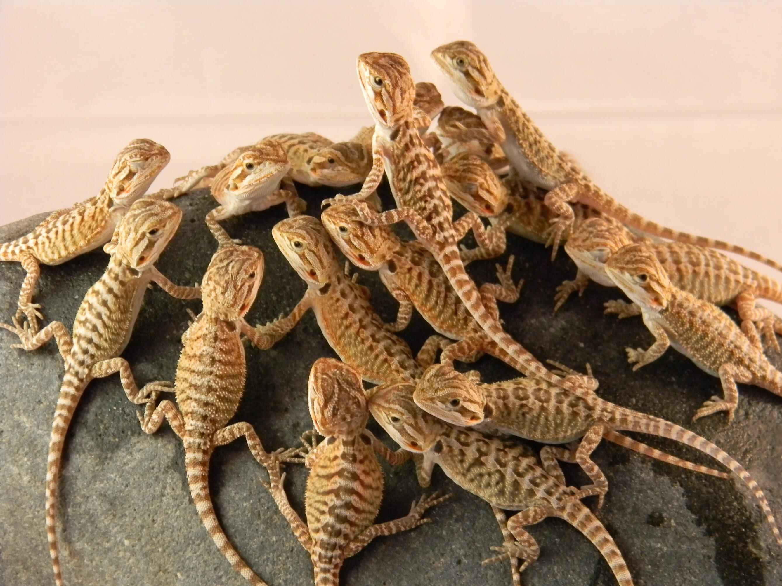 bearded dragons, striped tan and brown scales, dark gray rock, 2K Desktop Wallpaper
