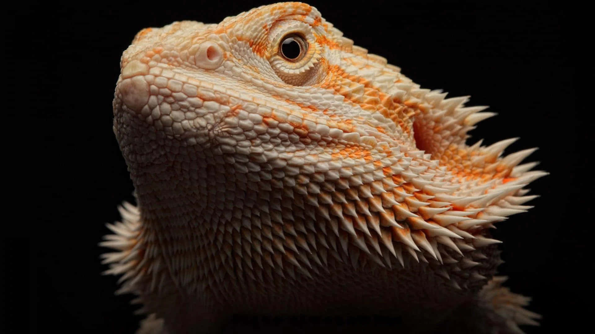 bearded dragon, orange and cream scales, black background, Full HD Desktop Wallpaper