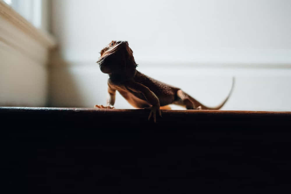 bearded dragon, dark wooden surface, soft natural light, SD Desktop Wallpaper