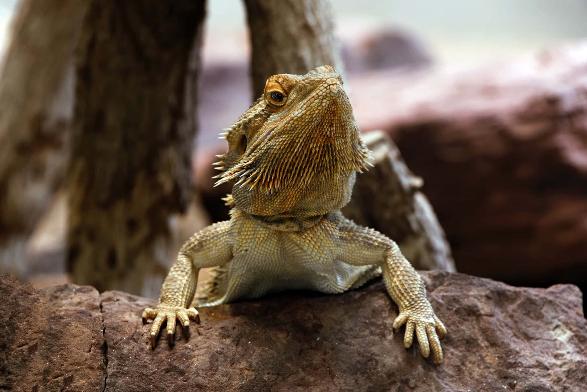 bearded dragon, rock, textured scales, Full HD Desktop Wallpaper
