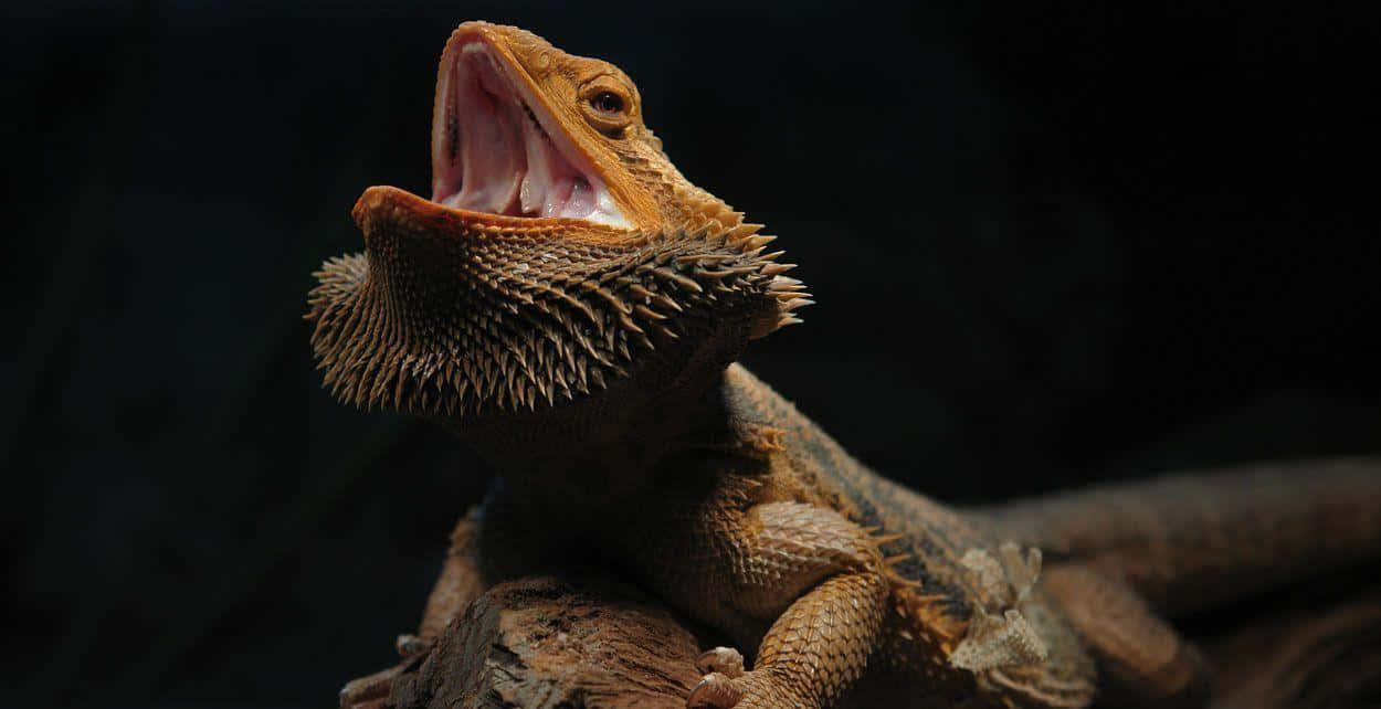 bearded dragon, open mouth, textured scales, SD Desktop Wallpaper