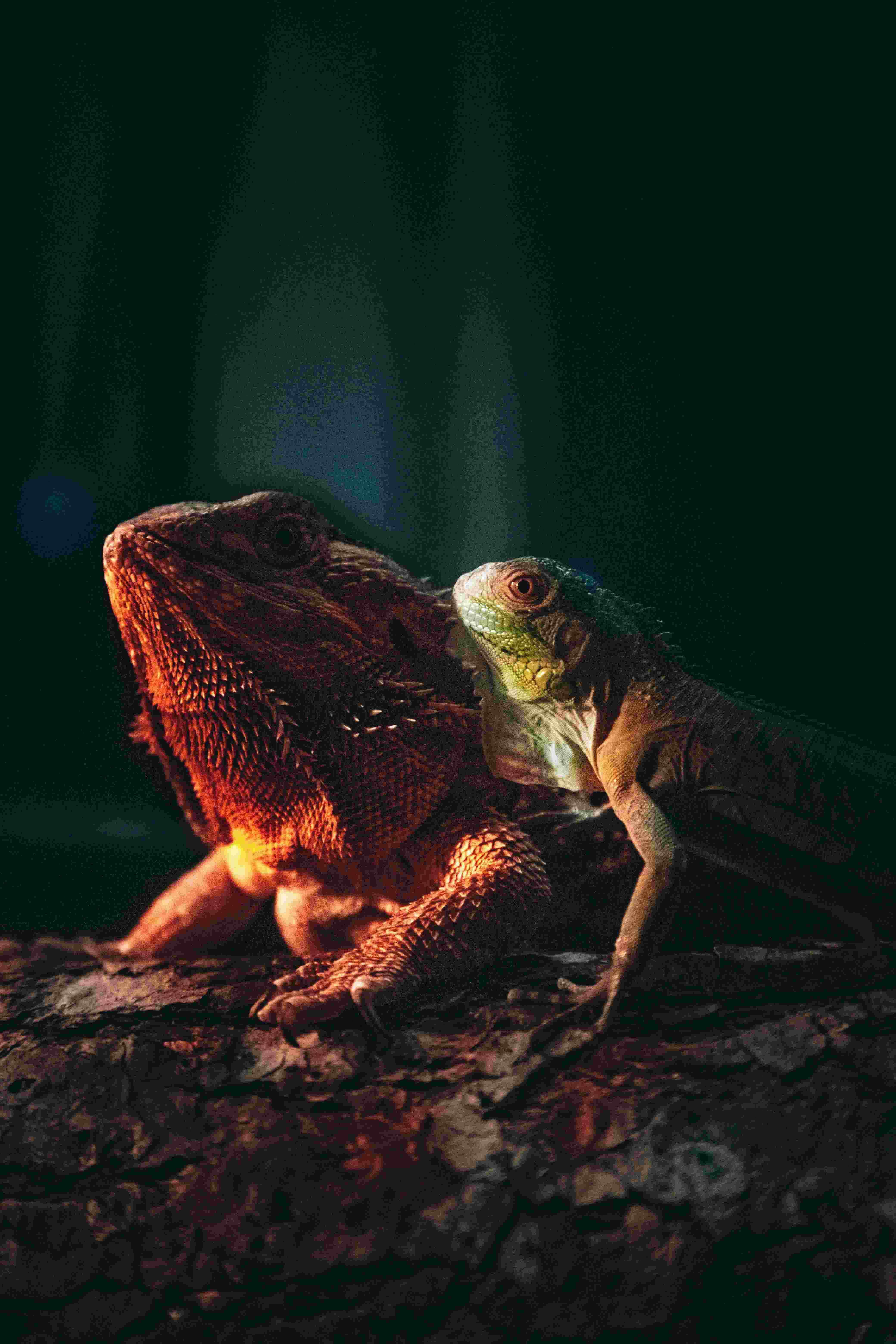 bearded dragon, orange, green, 5K Phone Wallpaper