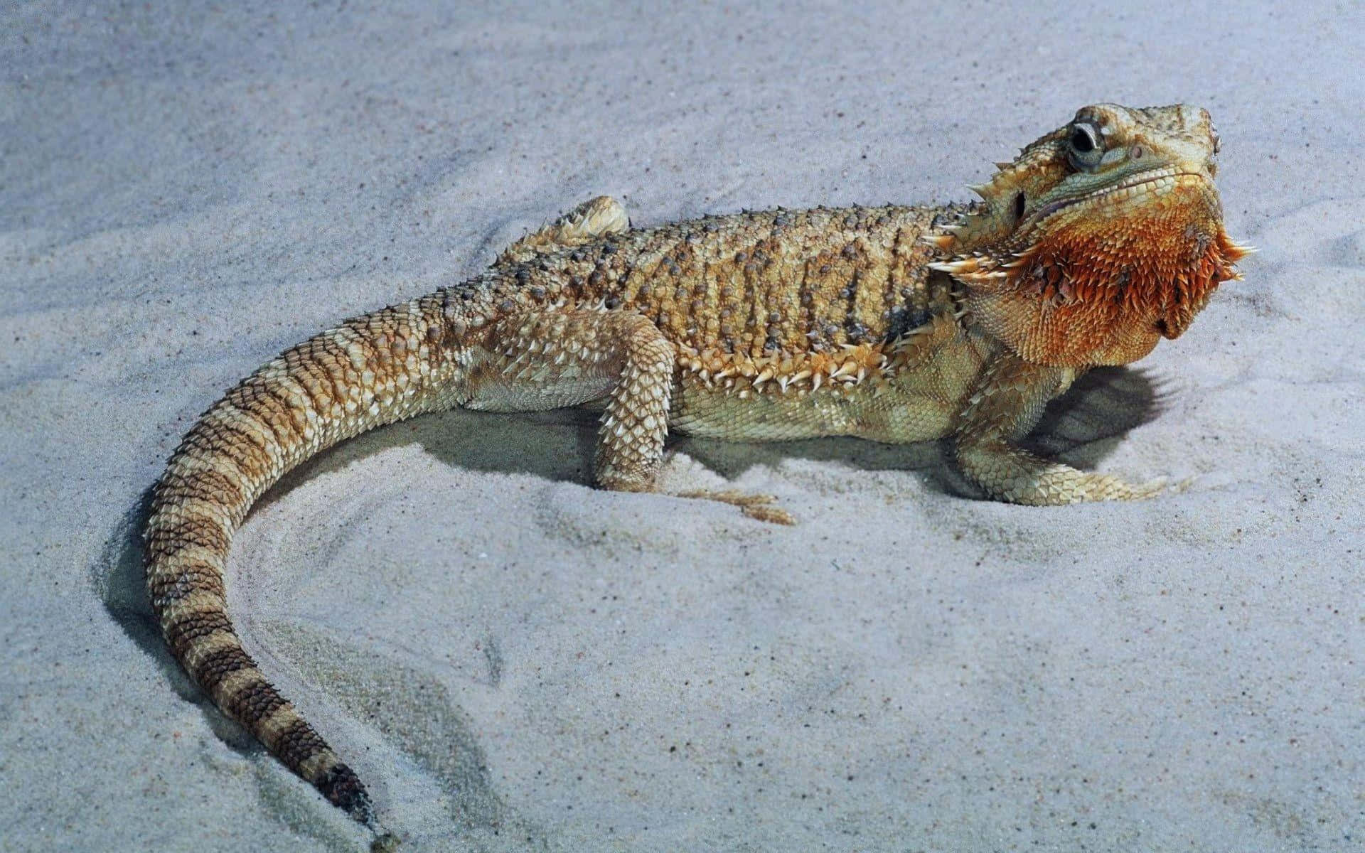 bearded dragon, sand, pale sand, Full HD Desktop Wallpaper