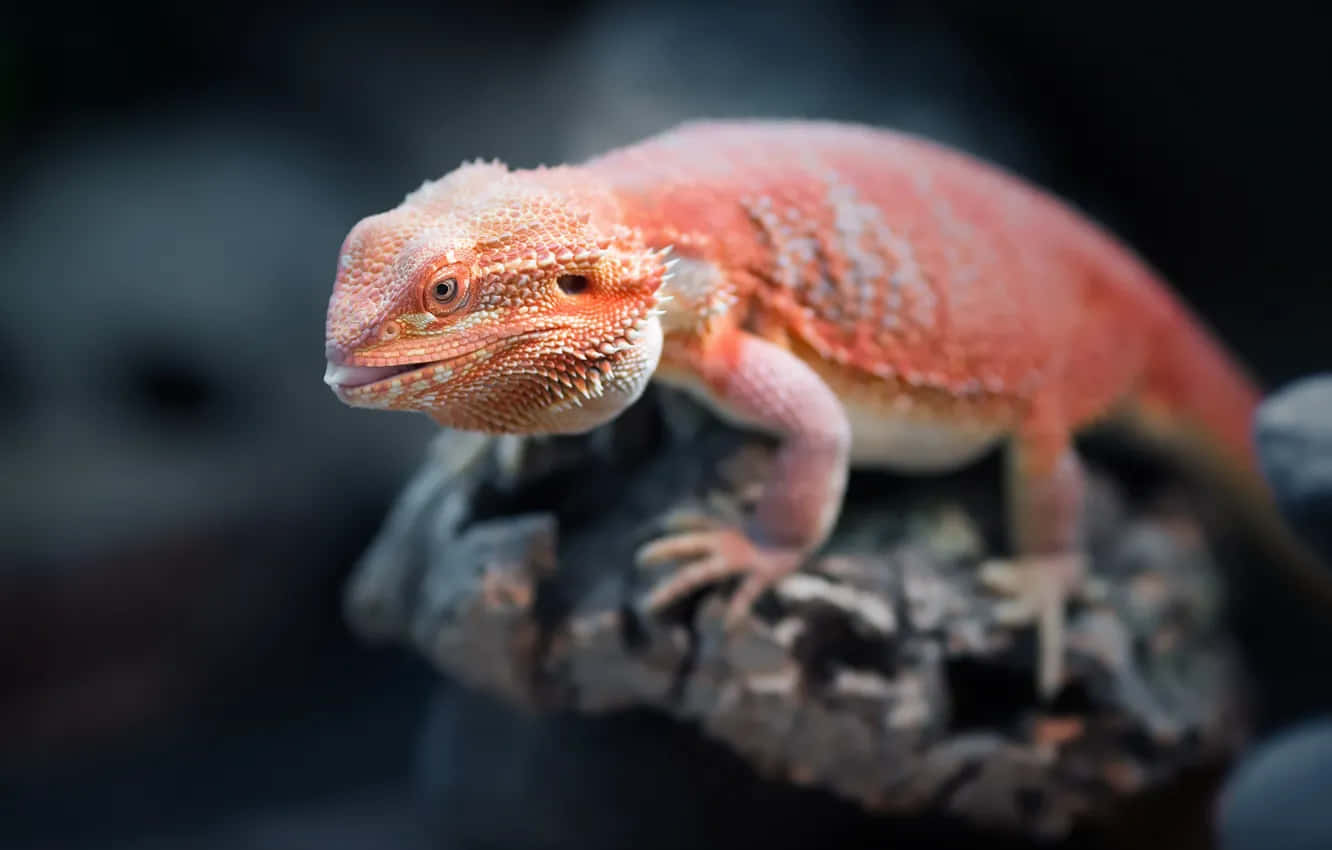 orange bearded dragon, textured rock, softly blurred dark background, HD Desktop Wallpaper