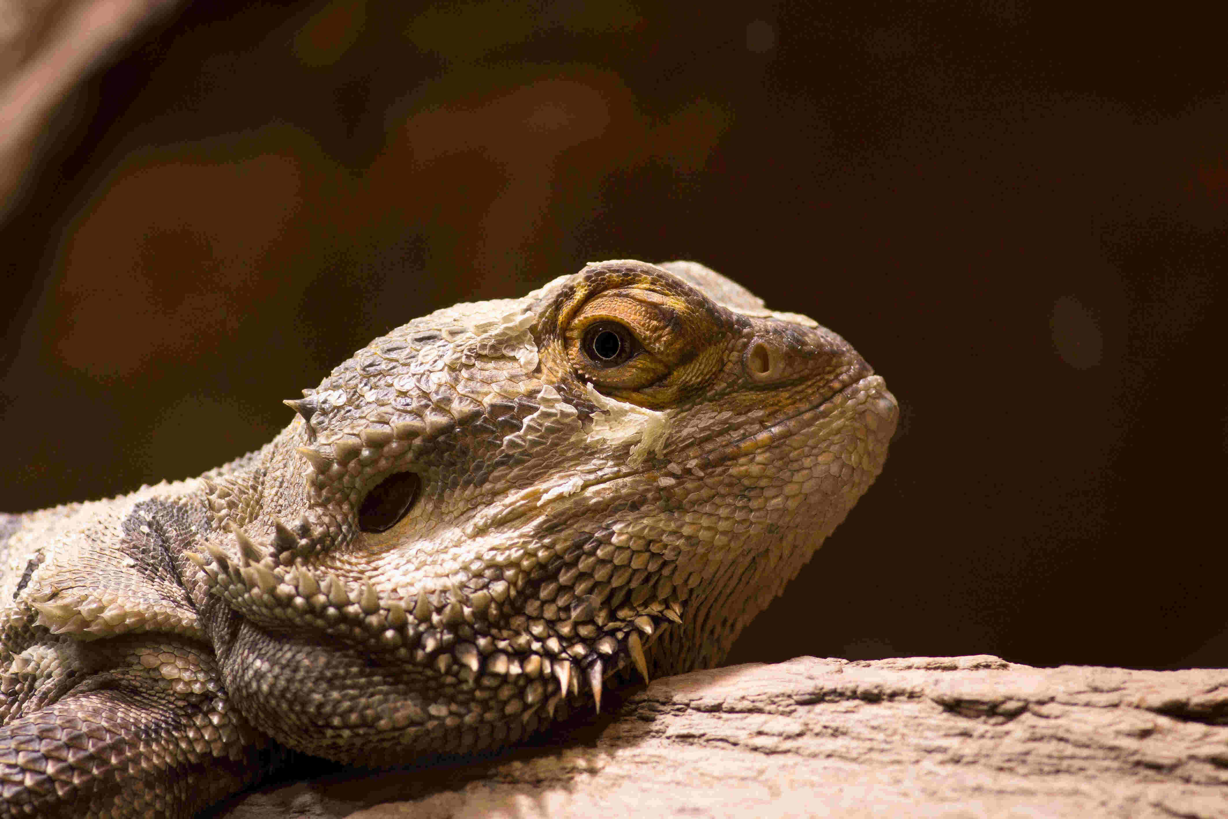 bearded dragon, rough log, textured scales, 4K Desktop Wallpaper