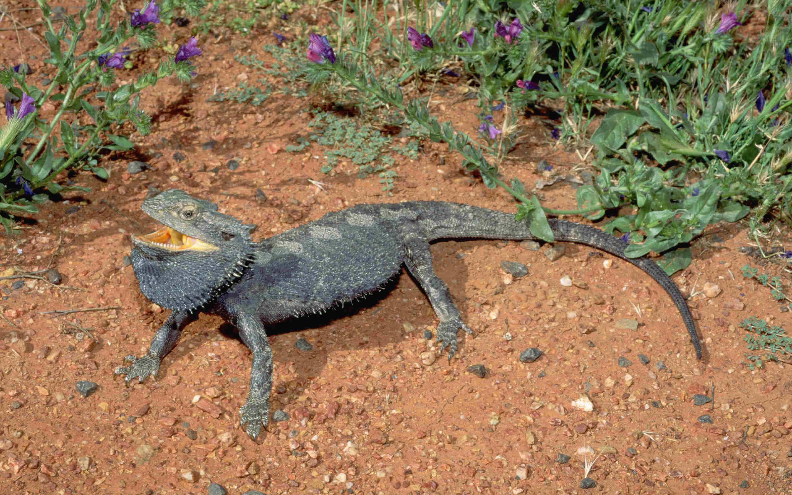 bearded dragon, reddish dirt, green foliage, 2K Desktop Wallpaper
