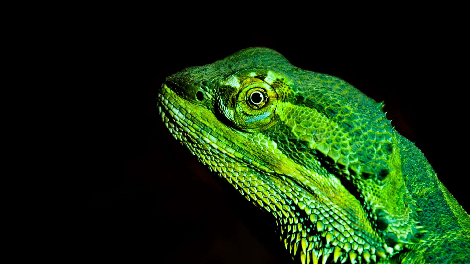 green bearded dragon, textured scales, intense eye, Full HD Desktop Wallpaper