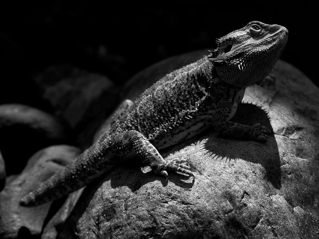 bearded dragon, baskingon rock, sunlit rock, SD Desktop Wallpaper