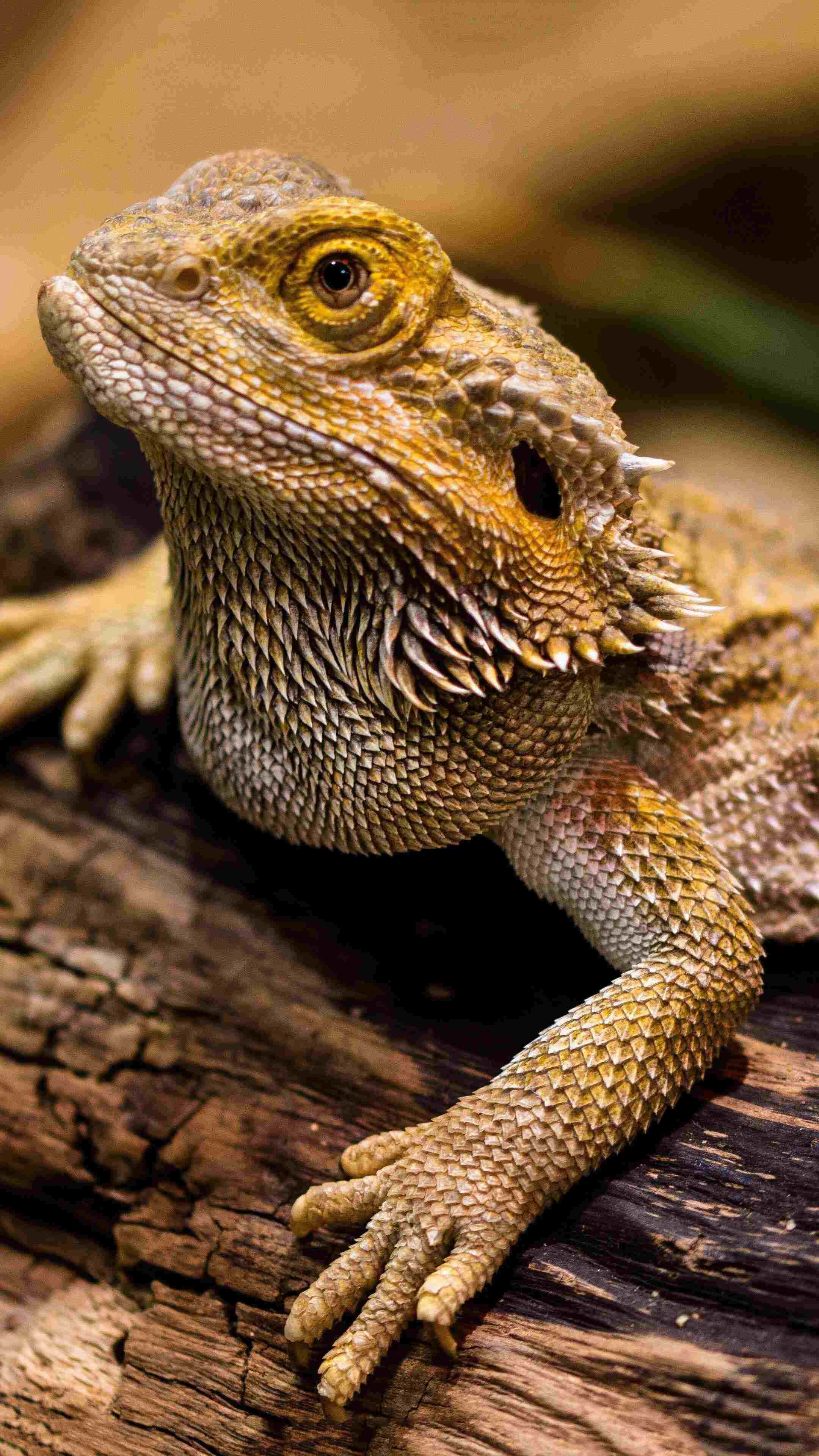bearded dragon, weathered log, detailed scales, 4K Phone Wallpaper