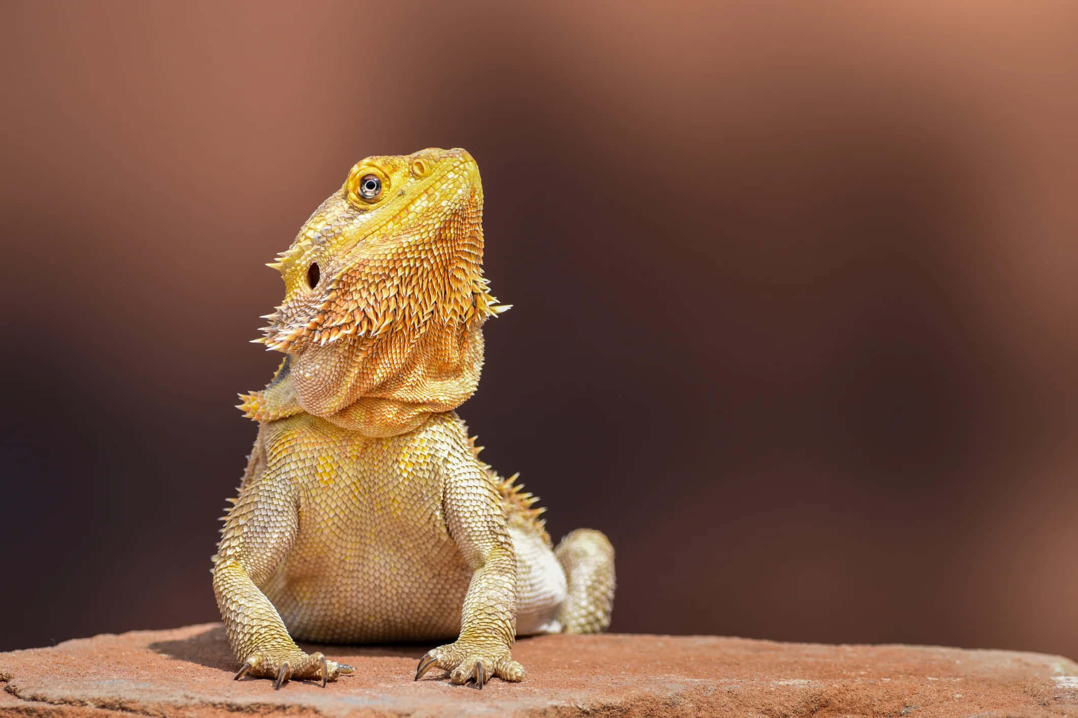 golden bearded dragon, sunlit rock, soft blurred earthy background, Full HD Desktop Wallpaper