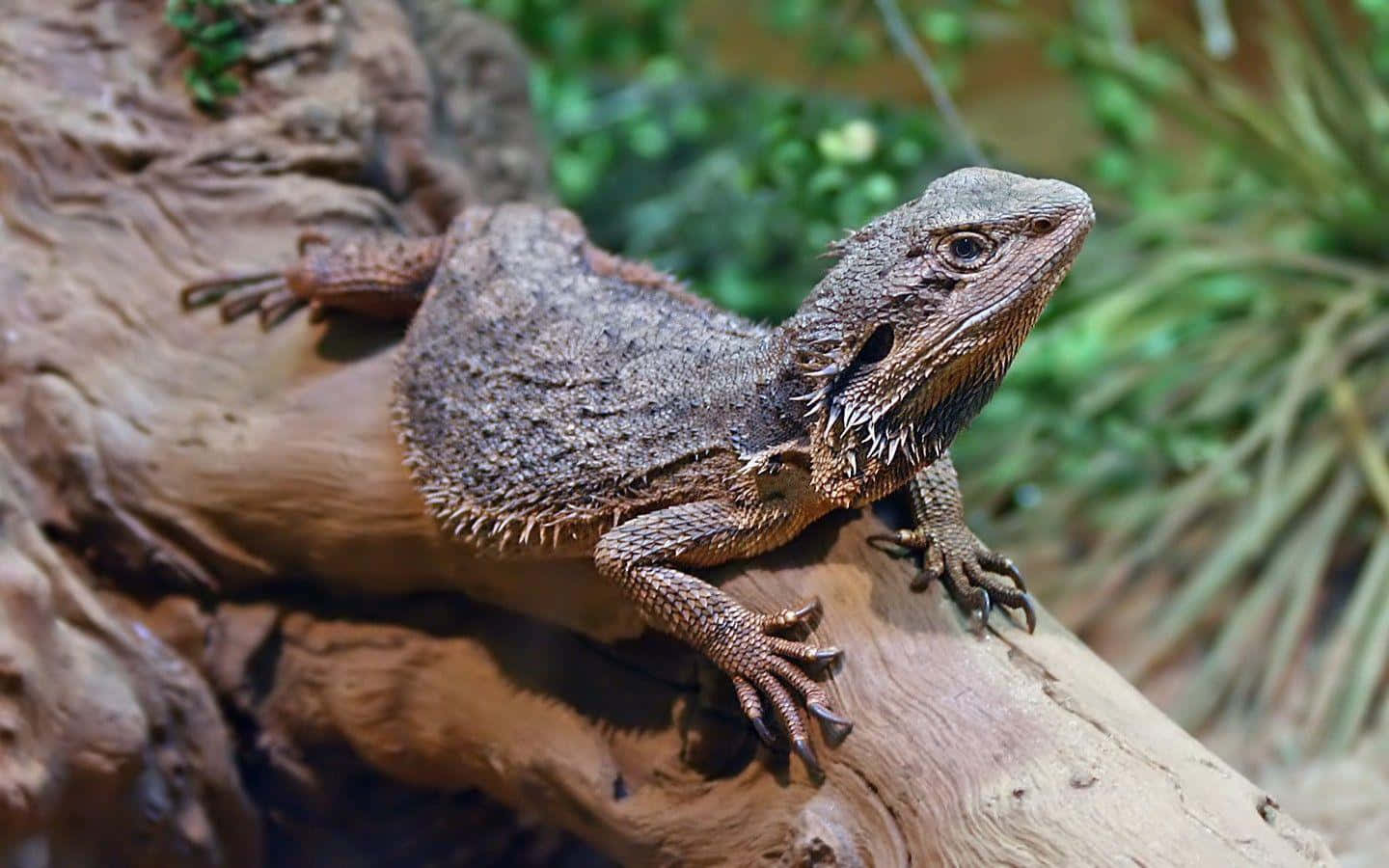 bearded dragon, branch, weathered log, HD Desktop Wallpaper