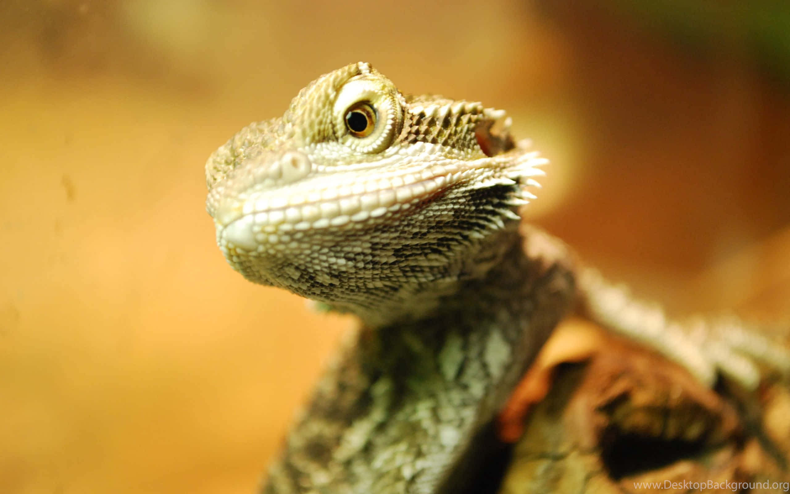 bearded dragon, textured head, alert eye, 2K Desktop Wallpaper