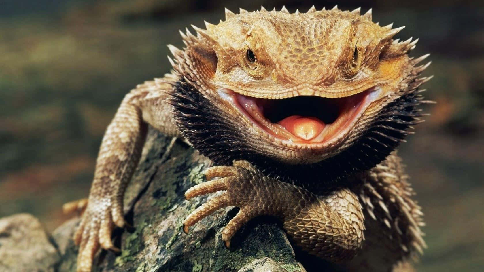 bearded dragon, mossy rock, pink tongue, HD Desktop Wallpaper