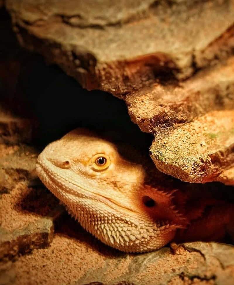 bearded dragon, warm-toned rocks, sandy enclosure, SD Phone Wallpaper