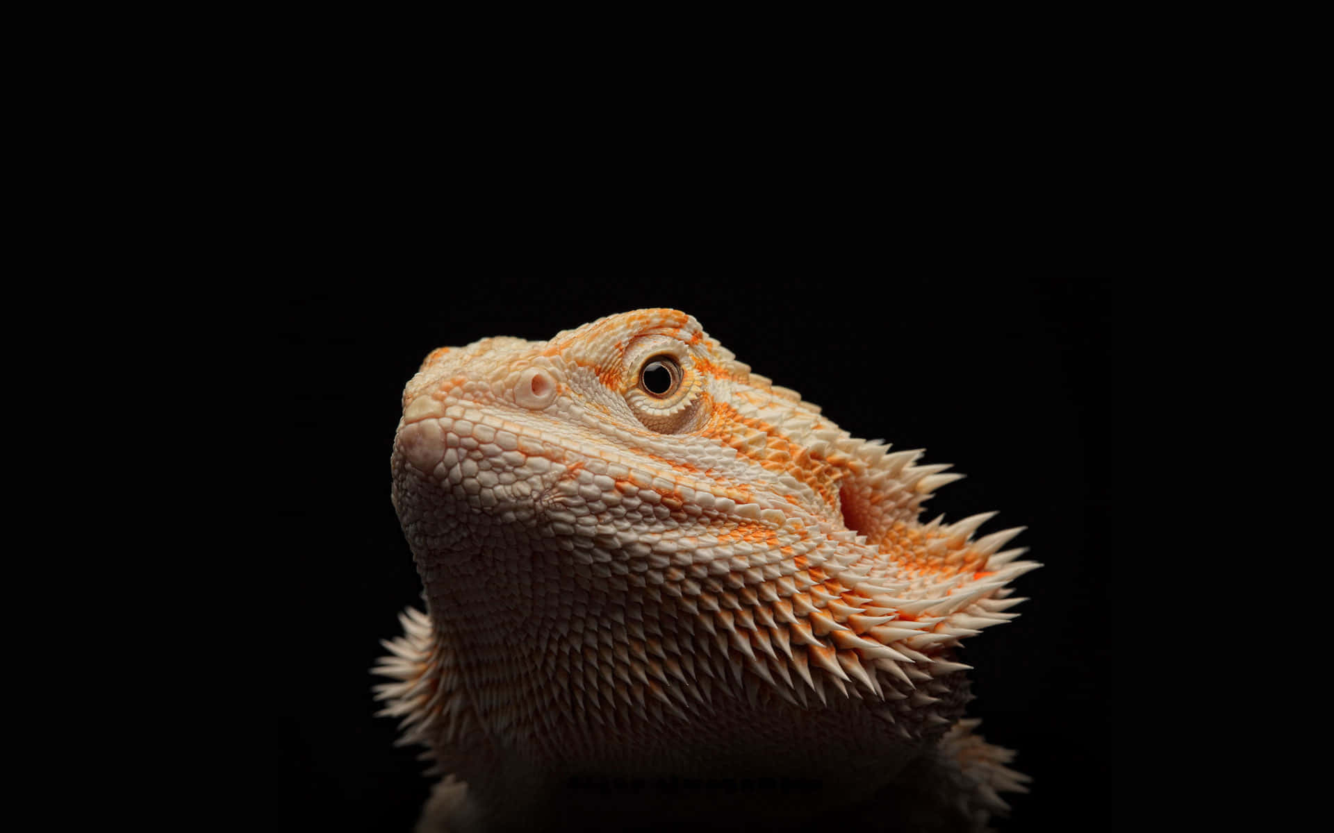 bearded dragon, cream and orange scales, stark black background, Full HD Desktop Wallpaper