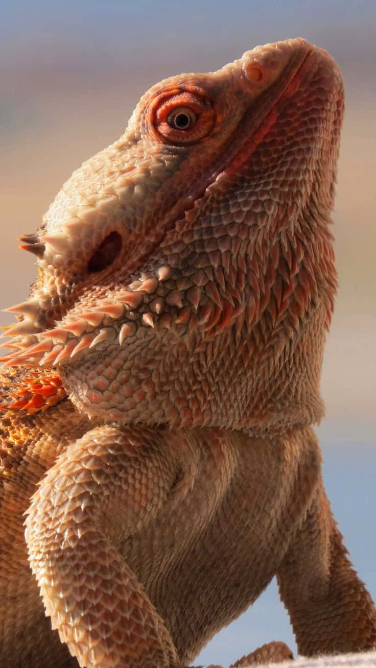bearded dragon, textured scales, orange accents, HD Phone Wallpaper