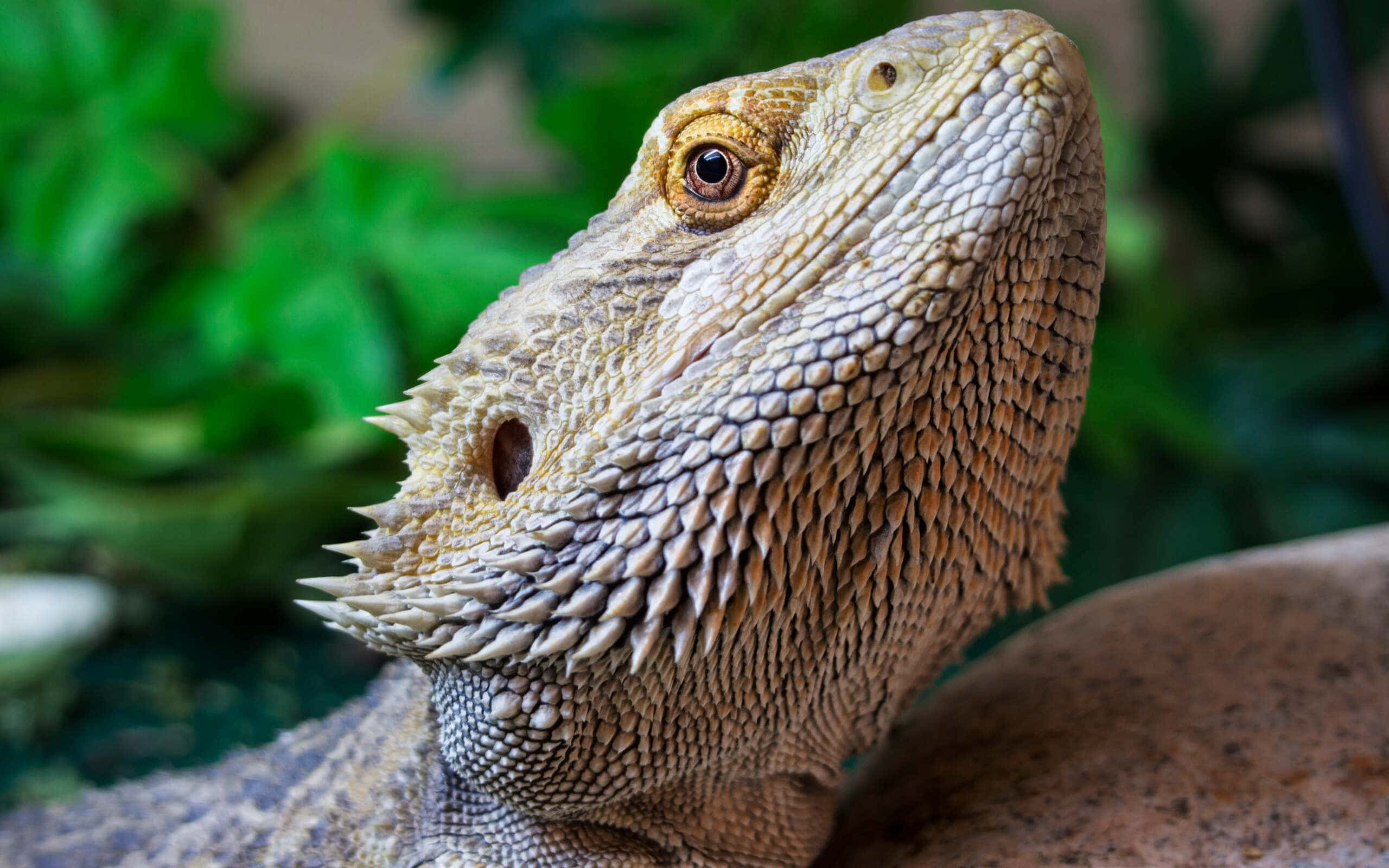 bearded dragon, textured head, detailed scales, 2K Desktop Wallpaper