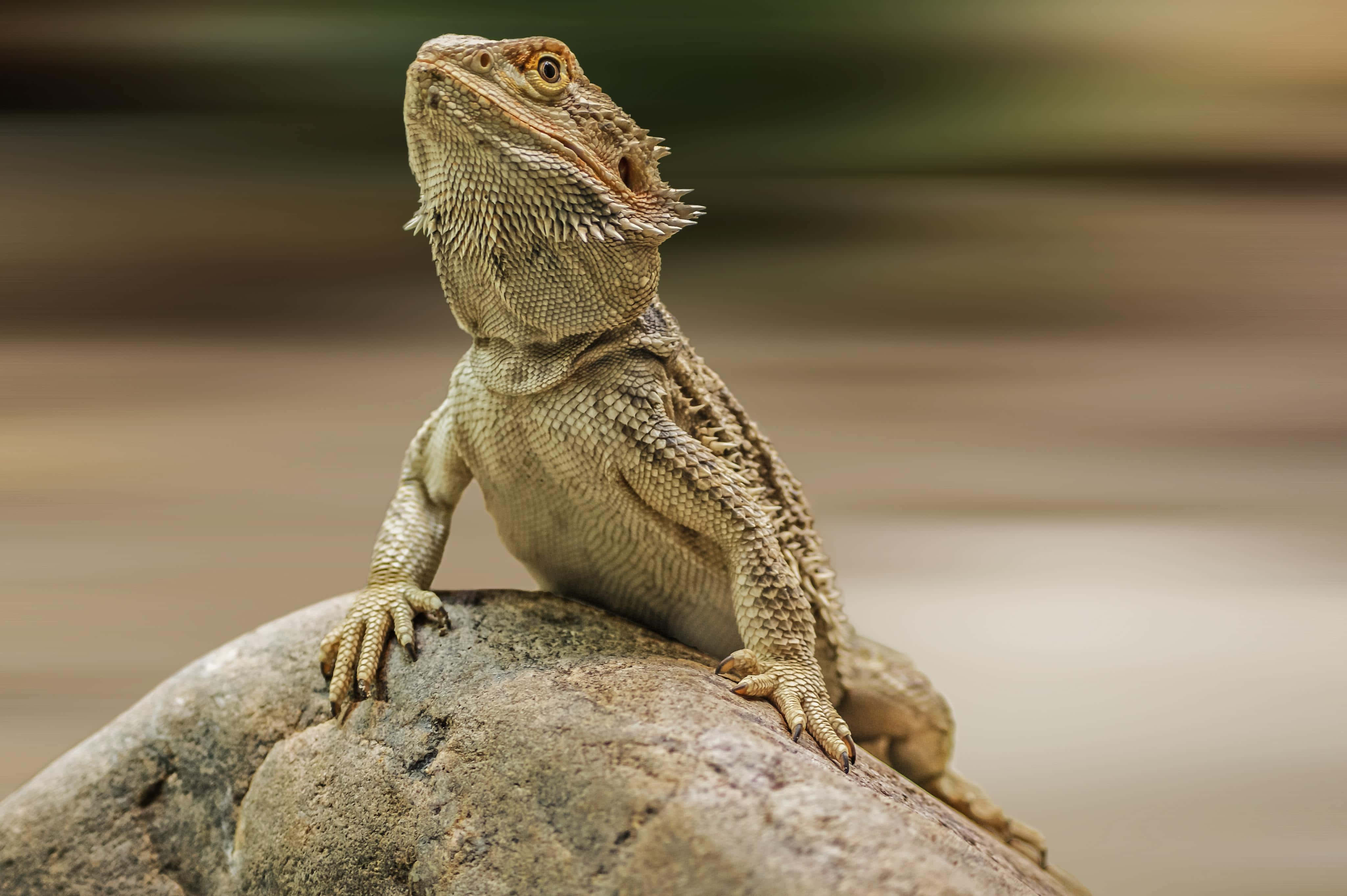 bearded dragon, sunlit rock, textured scales, 4K Desktop Wallpaper