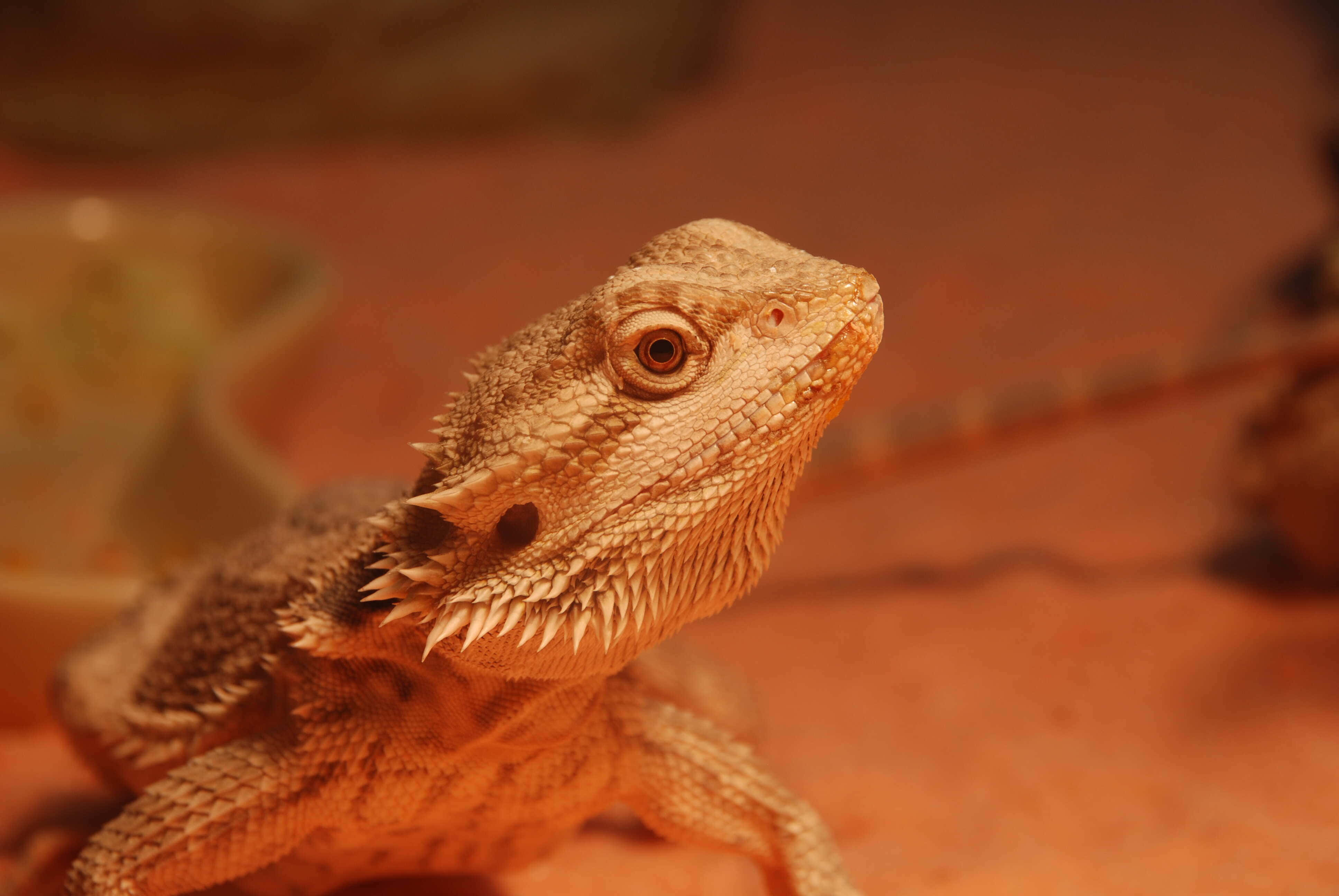 bearded dragon, warm orange light, textured scales, 4K Desktop Wallpaper