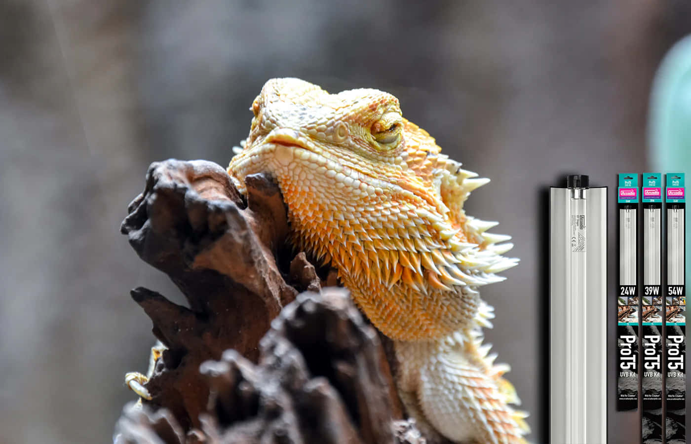 bearded dragon, rugged branch, reptile heat lamps, HD Desktop Wallpaper
