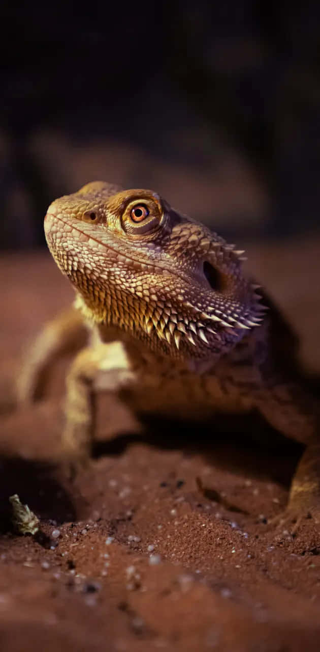 bearded dragon, reddish-brown sand, soft lighting, HD Phone Wallpaper
