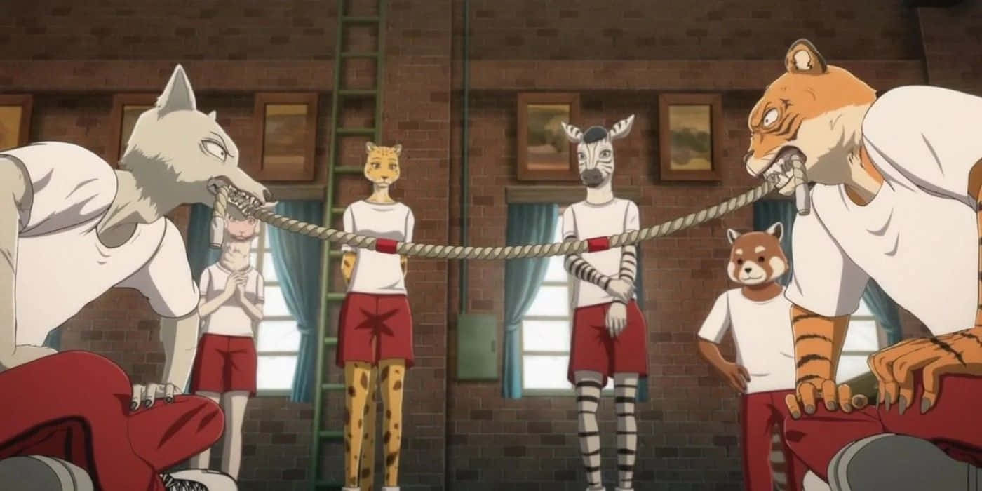 Beastars, tugof war, white shirts, HD Desktop Wallpaper