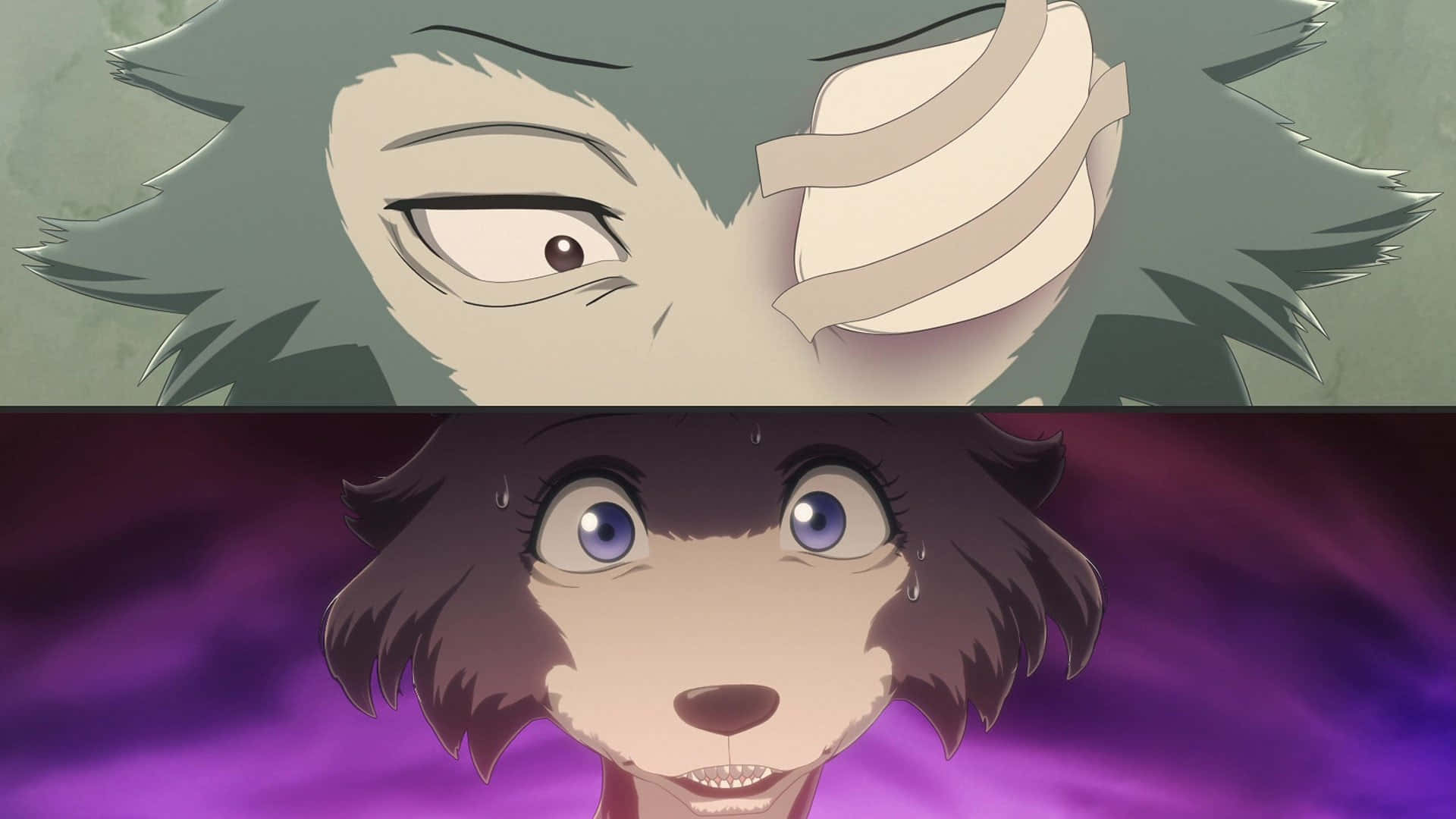 Beastars Juno, gray-furred wolf, bandaged eye, Full HD Desktop Wallpaper