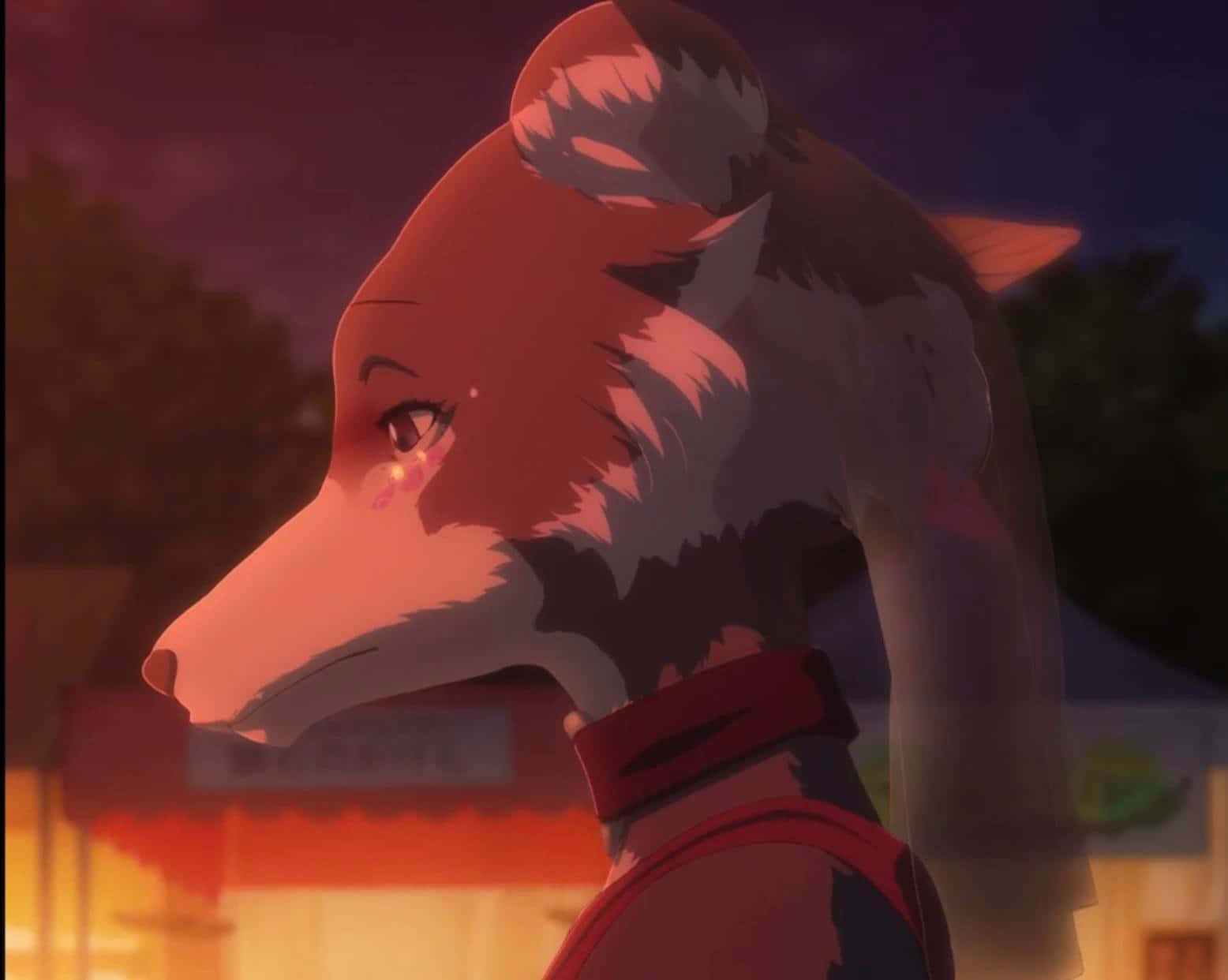 Beastars Juno, red fur, tearful eyes, HD Desktop Wallpaper