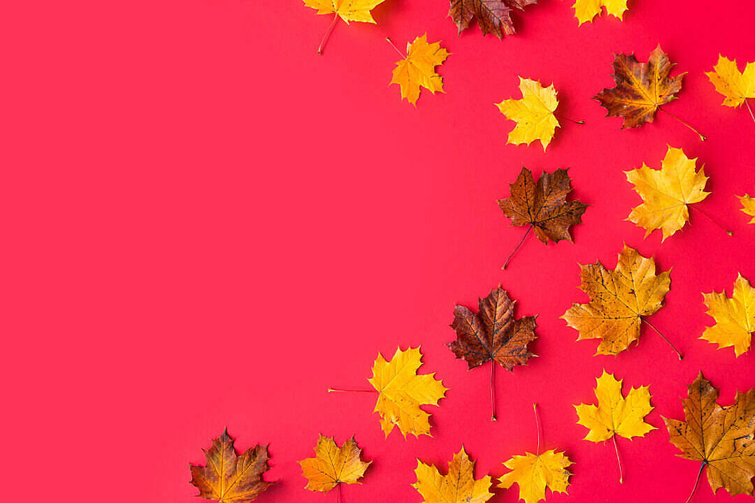 autumn maple leaves, yellow, brown, SD Desktop Wallpaper