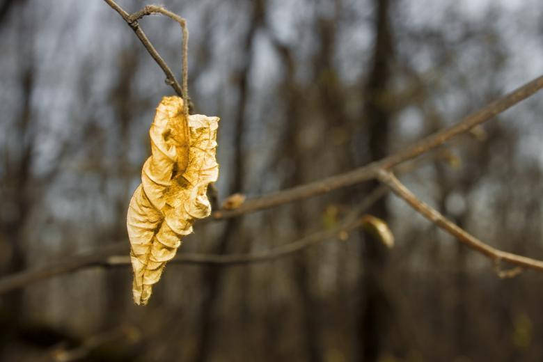 withered yellow leaf, dried golden leaf, bare branch, SD Desktop Wallpaper