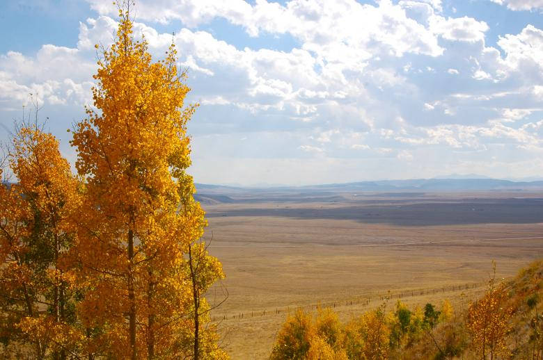 golden aspen trees, vast autumn plain, bright blue sky, SD Desktop Wallpaper