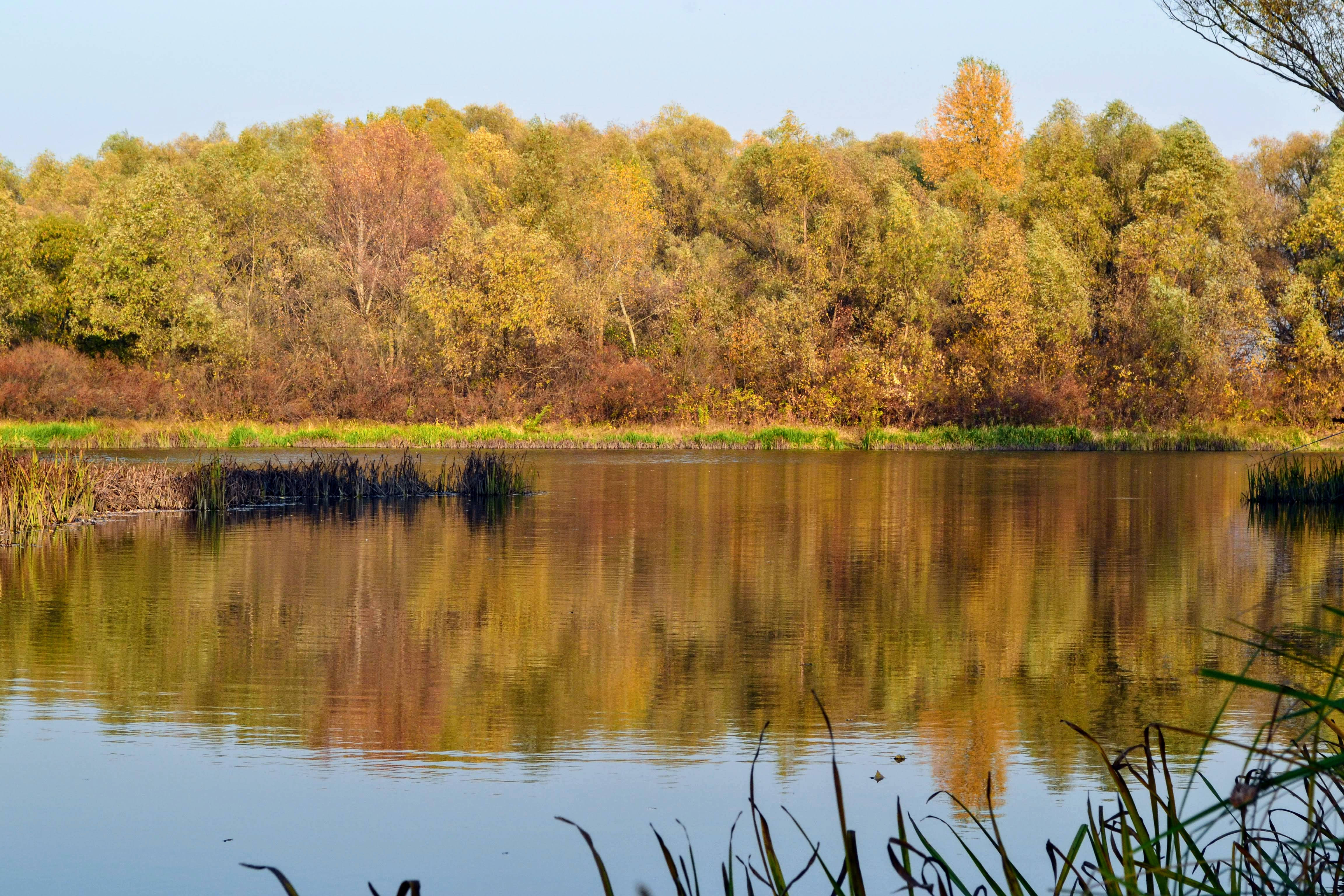 autumn lake, golden and green trees, clear blue sky, 4K Desktop Wallpaper