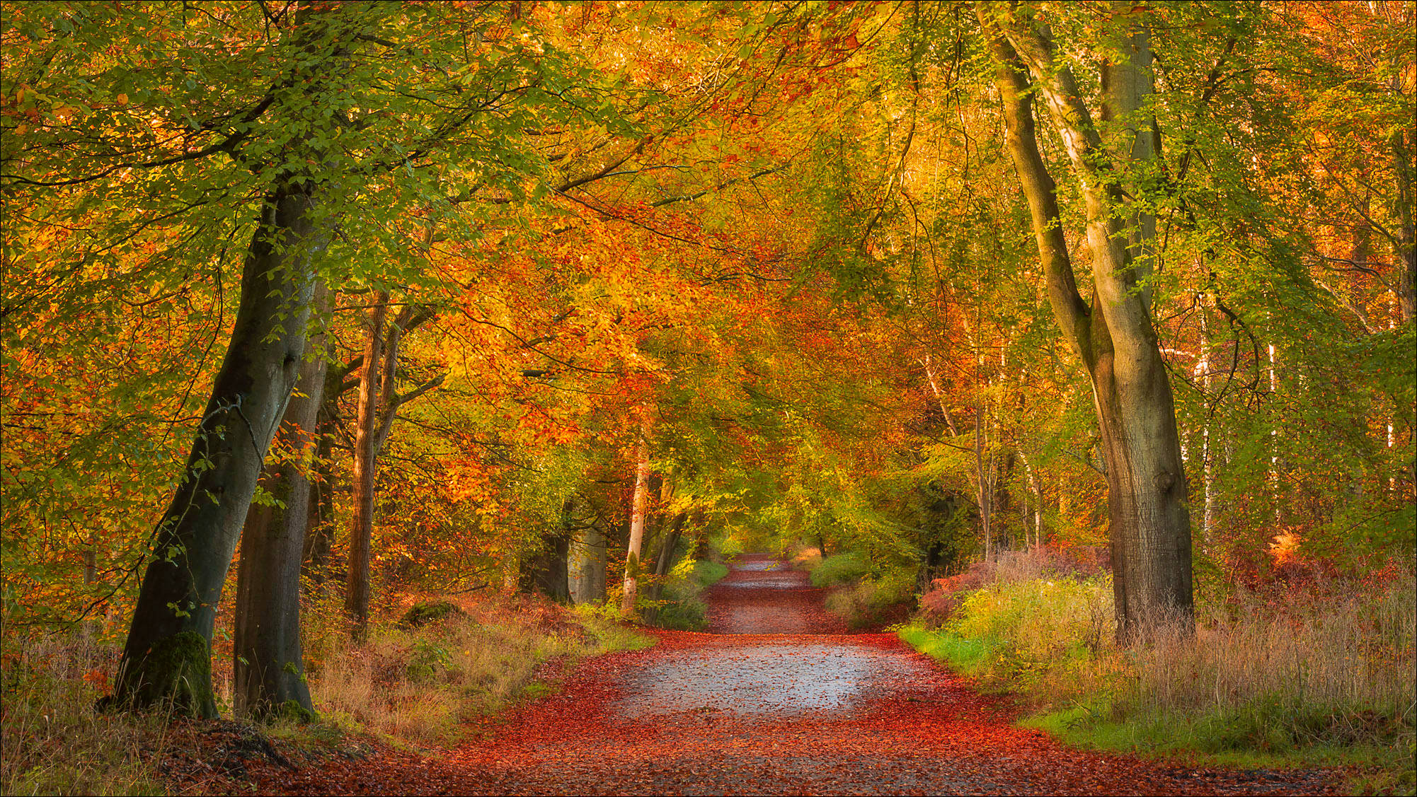 red leaf, winding forest path, golden autumn trees, Full HD Desktop Wallpaper