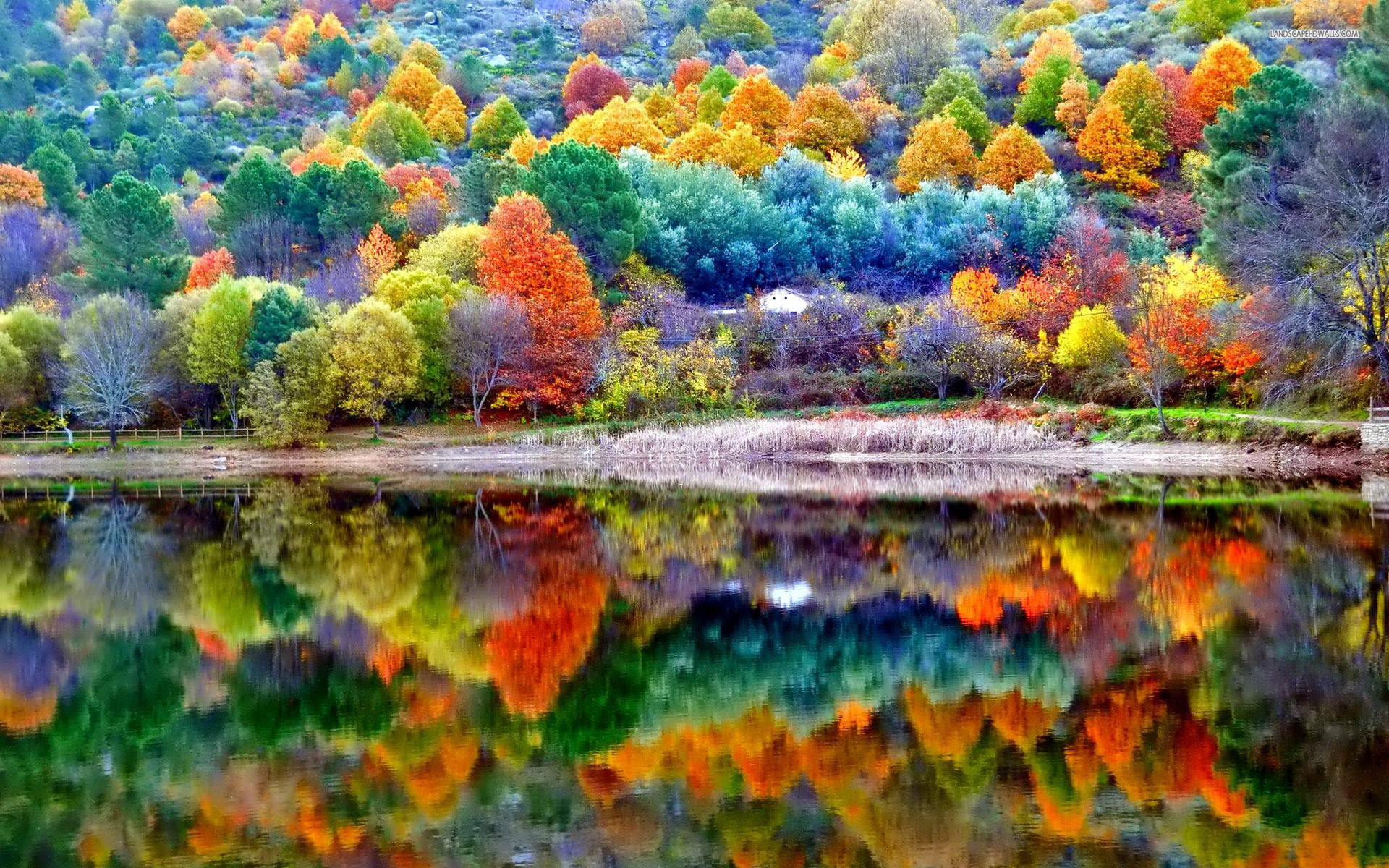 colourful forest, fiery orange trees, emerald green trees, Full HD Desktop Wallpaper