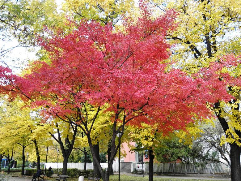 red maple tree, yellow foliage, autumn park, SD Desktop Wallpaper