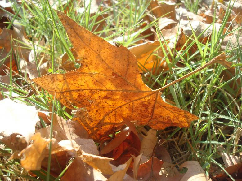 brown maple leaf, vibrant orange maple leaf, green grass, SD Desktop Wallpaper
