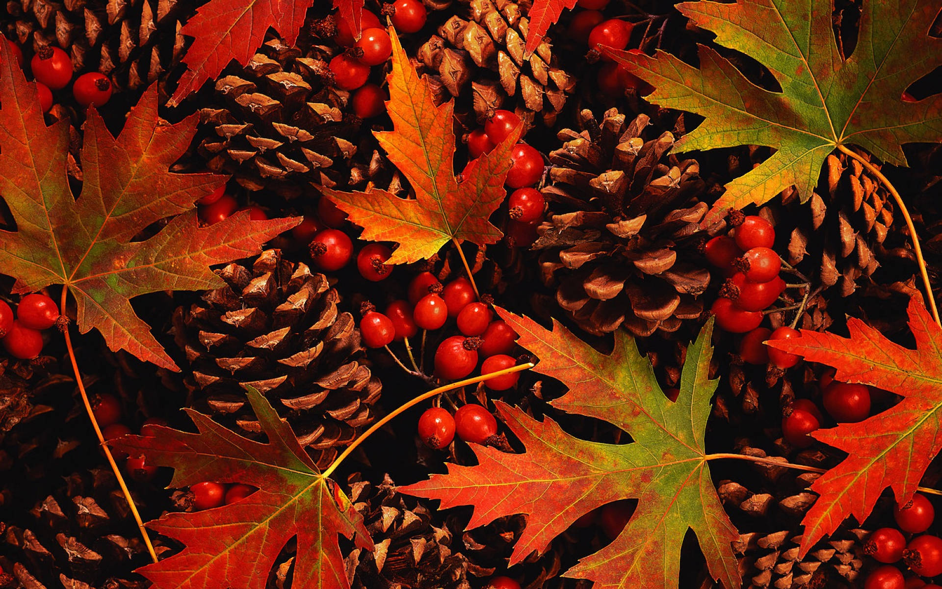 pine cones, autumn leaves, red berries, Full HD Desktop Wallpaper