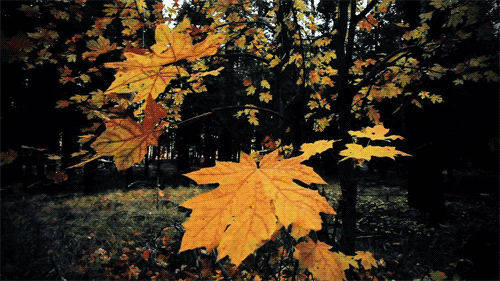 maple trees, golden maple leaves, dark forest backdrop, SD Desktop Wallpaper