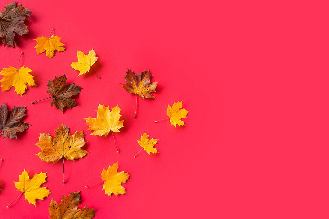yellow maple leaves, autumn, pink background, SD Desktop Wallpaper