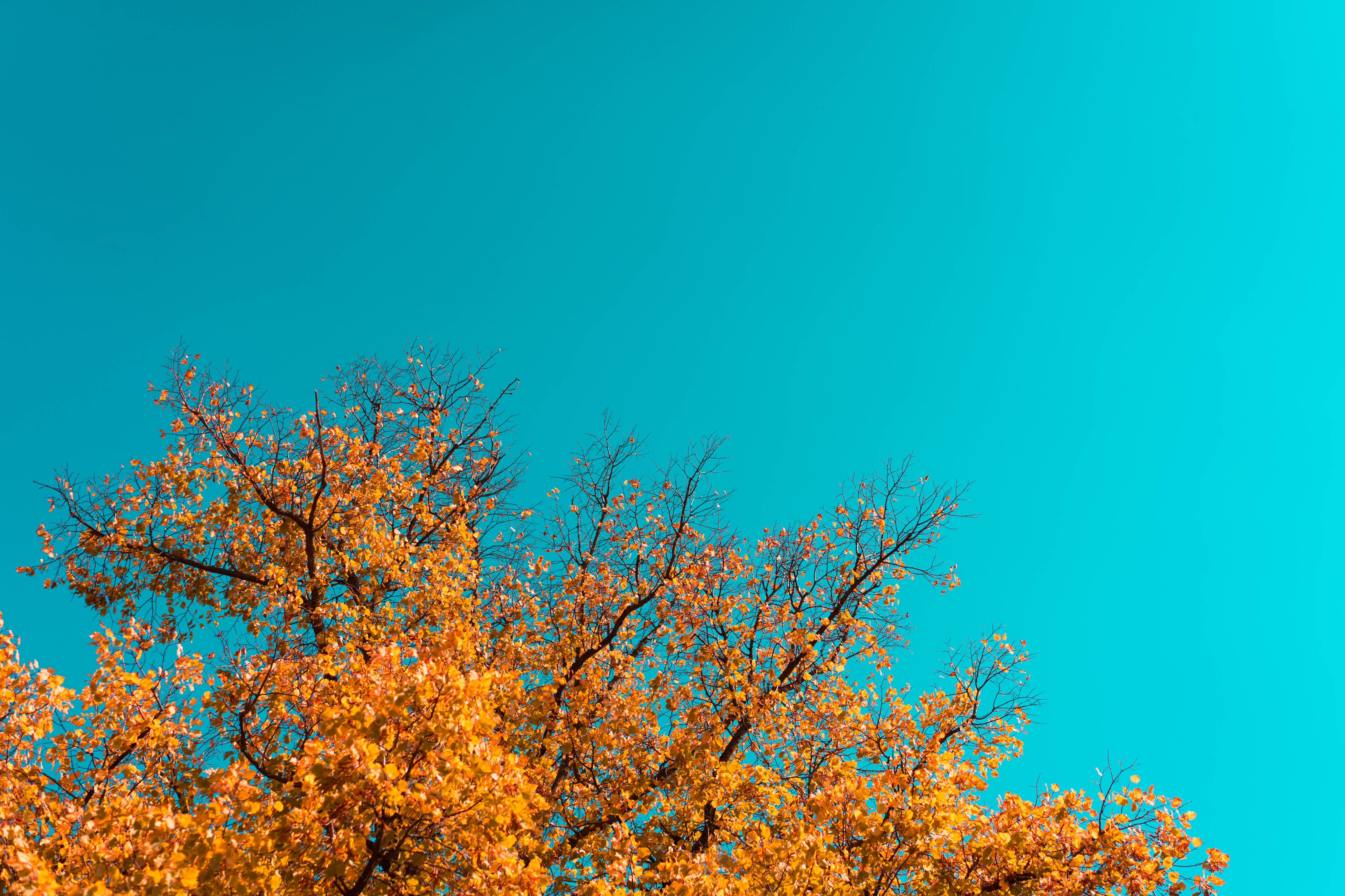 maple tree, autumn, vibrant orange, 4K Desktop Wallpaper