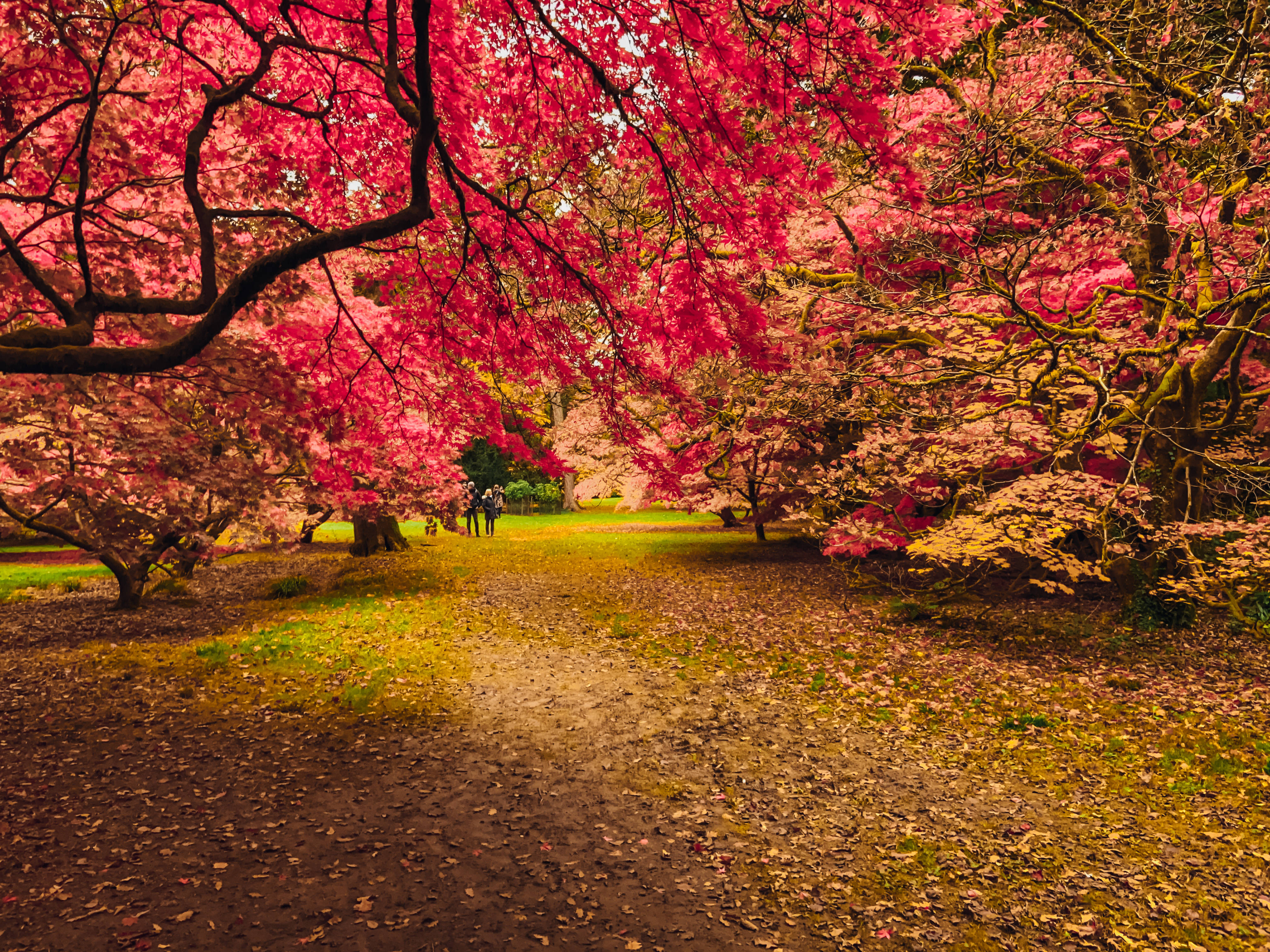 red leaf trees, vibrant pink cherry blossoms, winding path, 4K Desktop Wallpaper