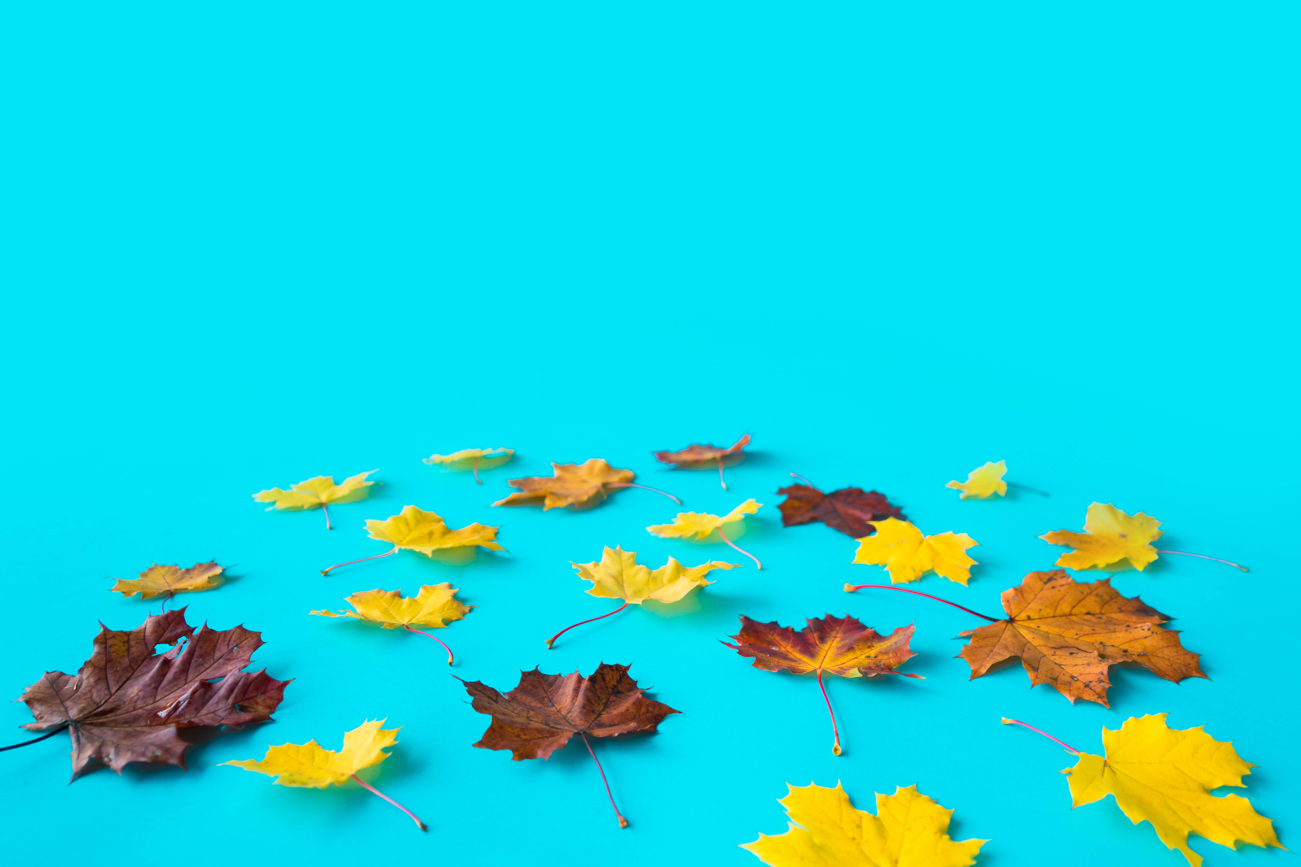 autumn, maple leaves, yellow, 4K Desktop Wallpaper