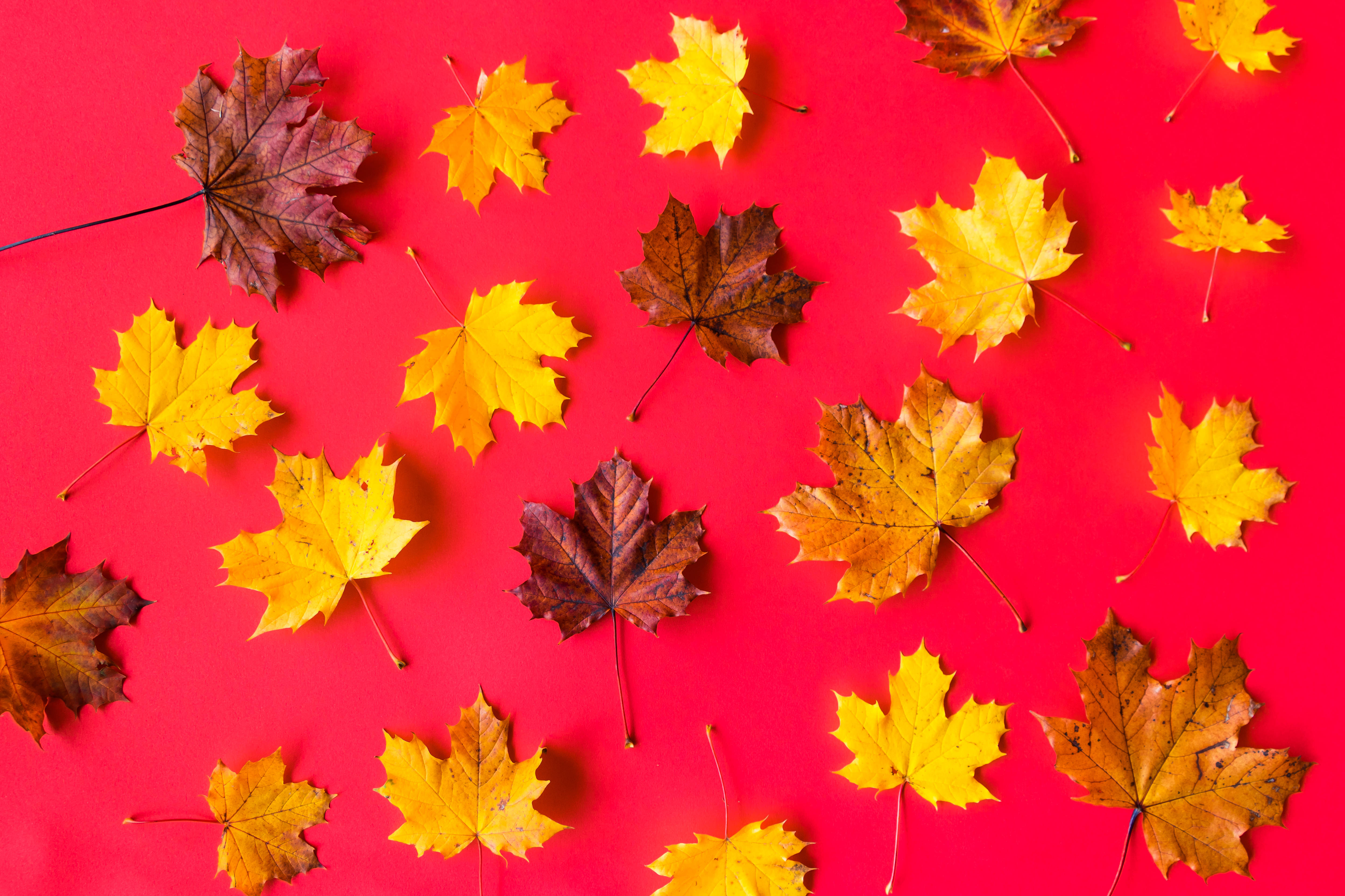dried maple leaves, autumn, yellow, 4K Desktop Wallpaper