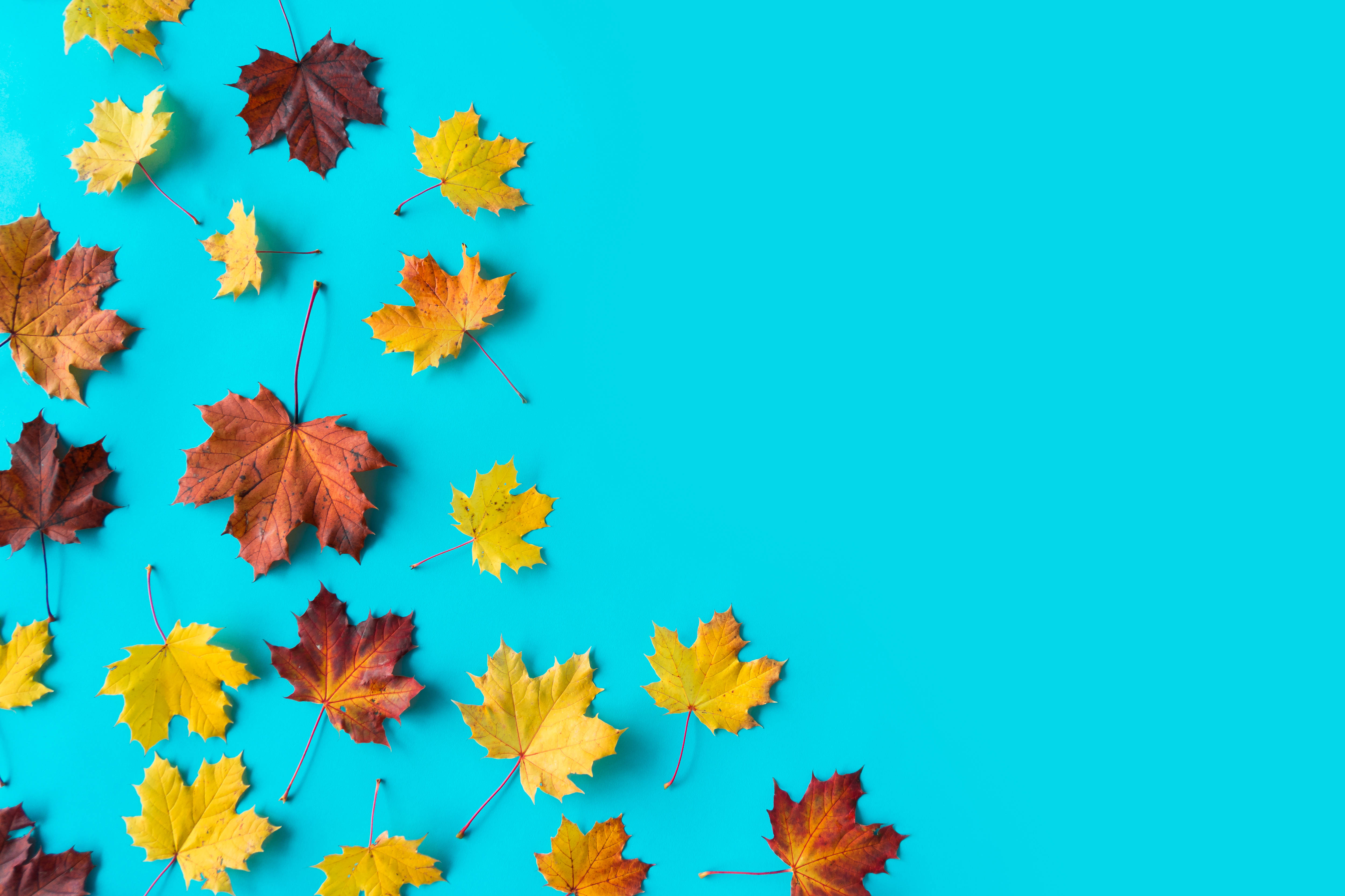 colourful maple leaves, yellow orange and red, bright cyan background, 4K Desktop Wallpaper